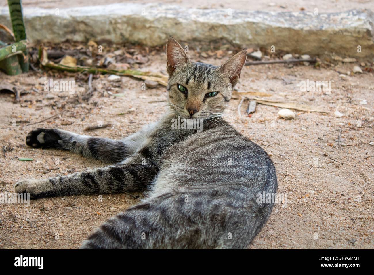 chat allongé dans le jardin Banque D'Images