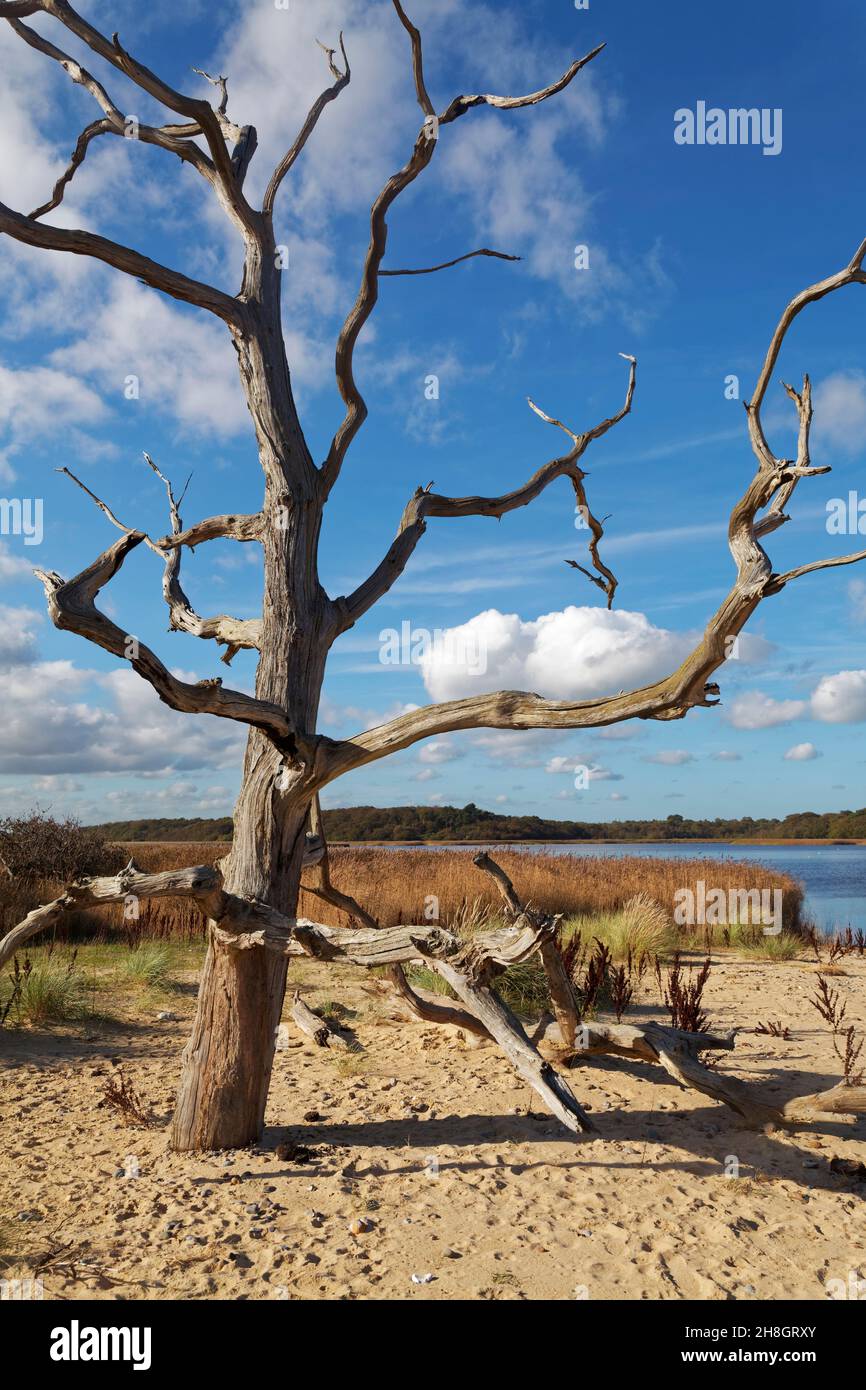 Arbre mort sur la plage de Covehithe à Suffolk, en Angleterre. Banque D'Images