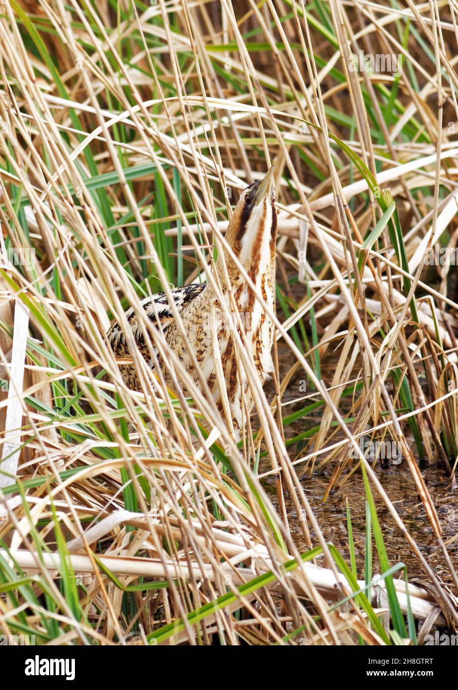 Rare Bittern camouflé dans les roseaux Banque D'Images