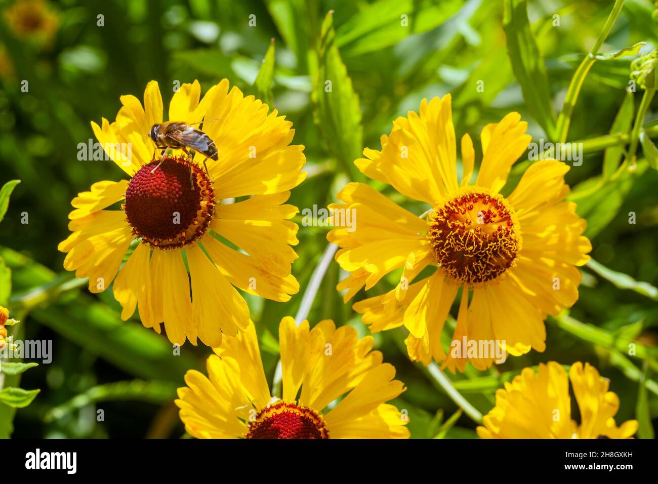 Helenium 'Blutentisch' plante à fleurs de la fin de l'été avec une fleur jaune d'automne communément connue sous le nom d'éternuement, image de stock photo Banque D'Images