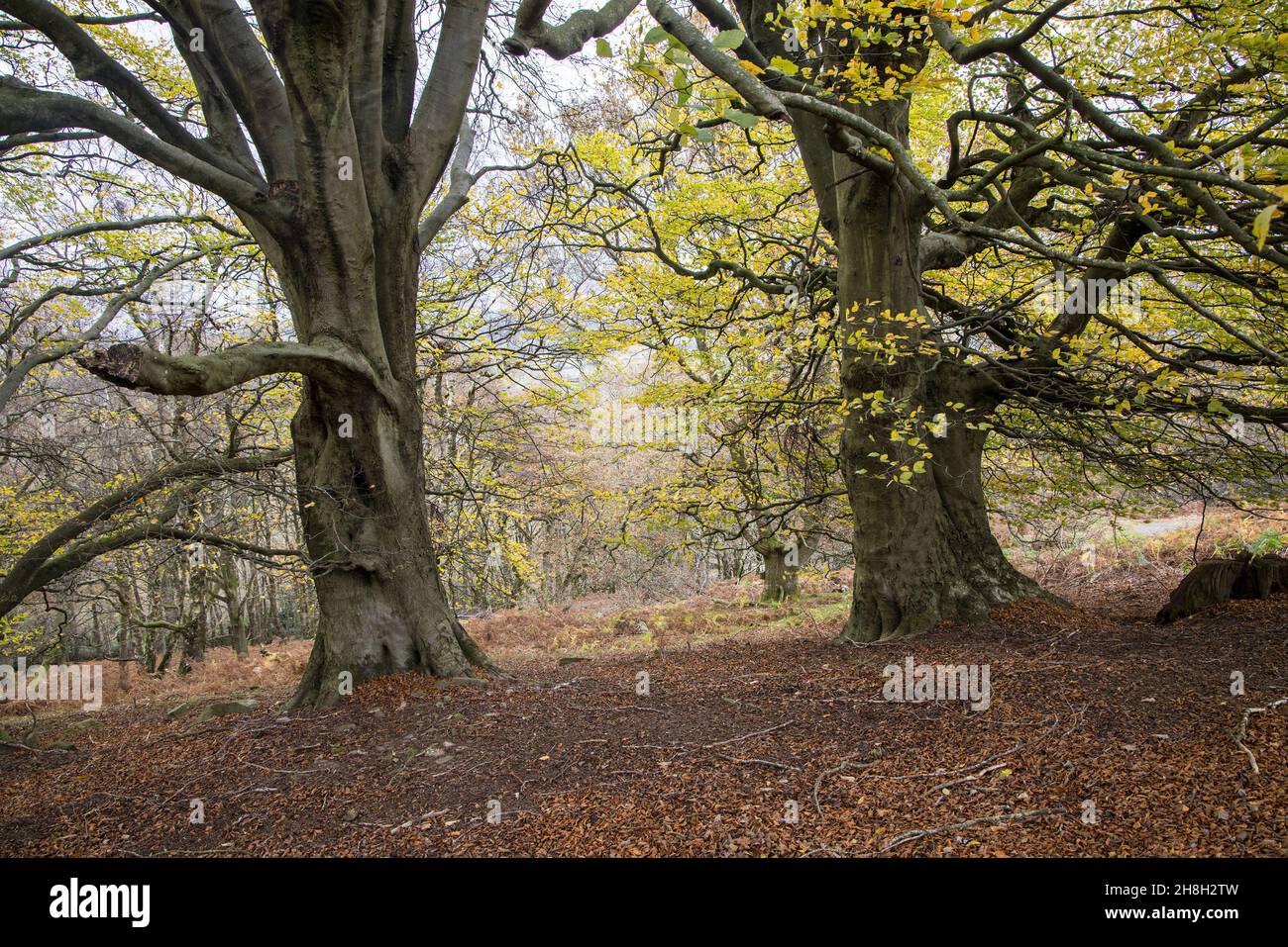 Établi forêt à feuilles larges ouvertes, Blorenge, pays de Galles, Royaume-Uni Banque D'Images