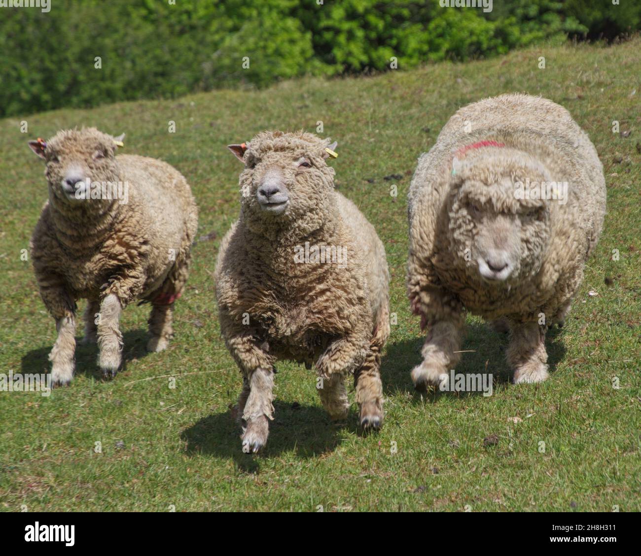 Moutons à Rose Hill Banque D'Images