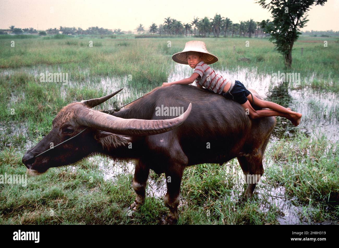 Un jeune garçon thaïlandais au dos d'un buffle d'eau dans les rizières de Thaïlande Banque D'Images