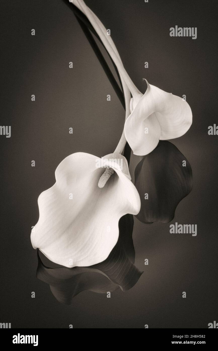 Deux nénuphars Calla blancs sur une surface réfléchissante dans un ton sépia monochrome Banque D'Images