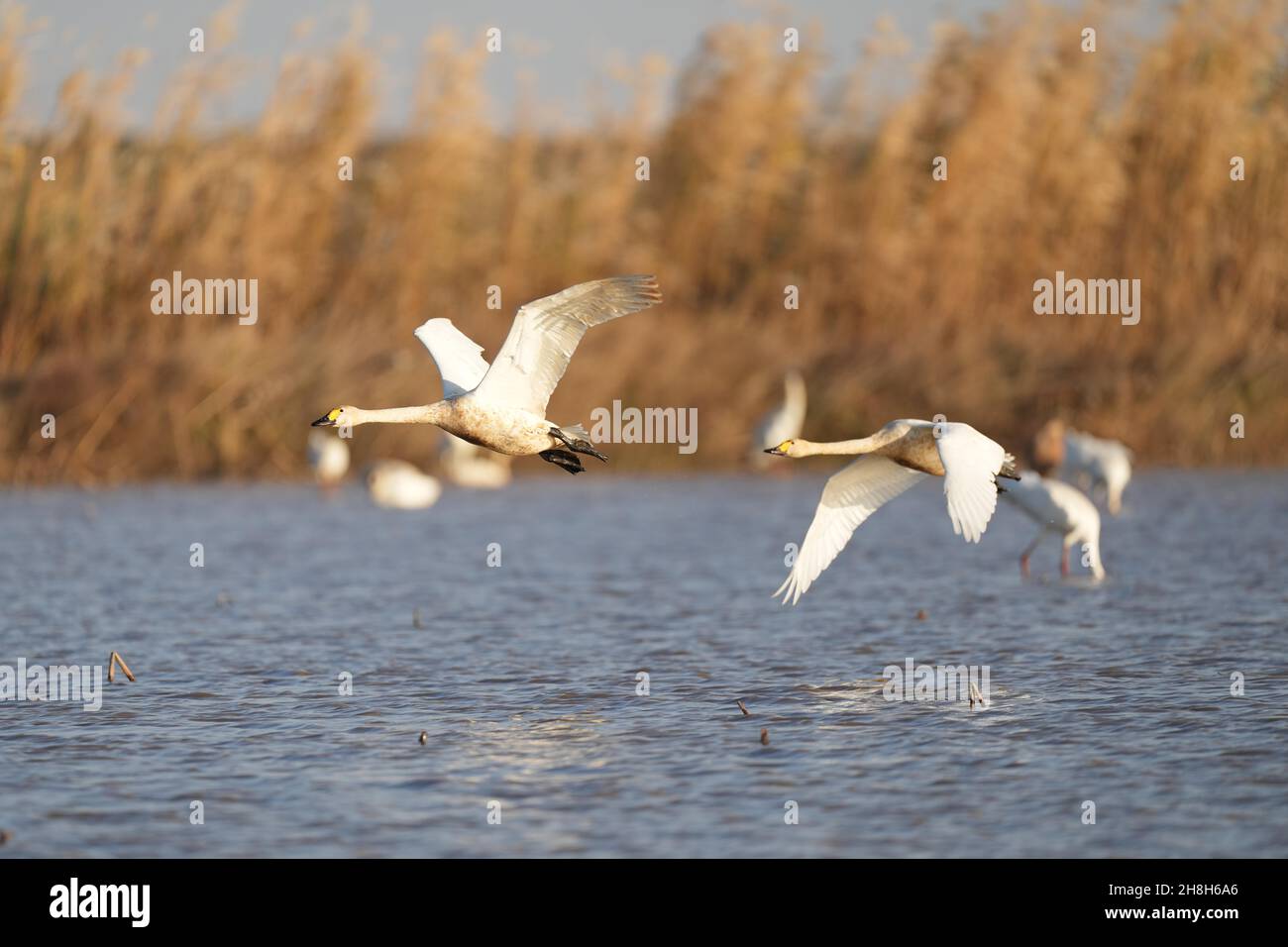 Nanchang, province chinoise du Jiangxi.30 novembre 2021.Deux cygnes survolent la zone de conservation de la grue blanche de Wuxing, près du lac Poyang, à Nanchang, dans la province de Jiangxi, à l'est de la Chine, le 30 novembre 2021.De nombreux oiseaux migrateurs, y compris des grues blanches et des cygnes, sont arrivés dans les terres humides près du lac Poyang, ce qui en fait leur habitat d'hiver.Credit: Zhou mi/Xinhua/Alay Live News Banque D'Images