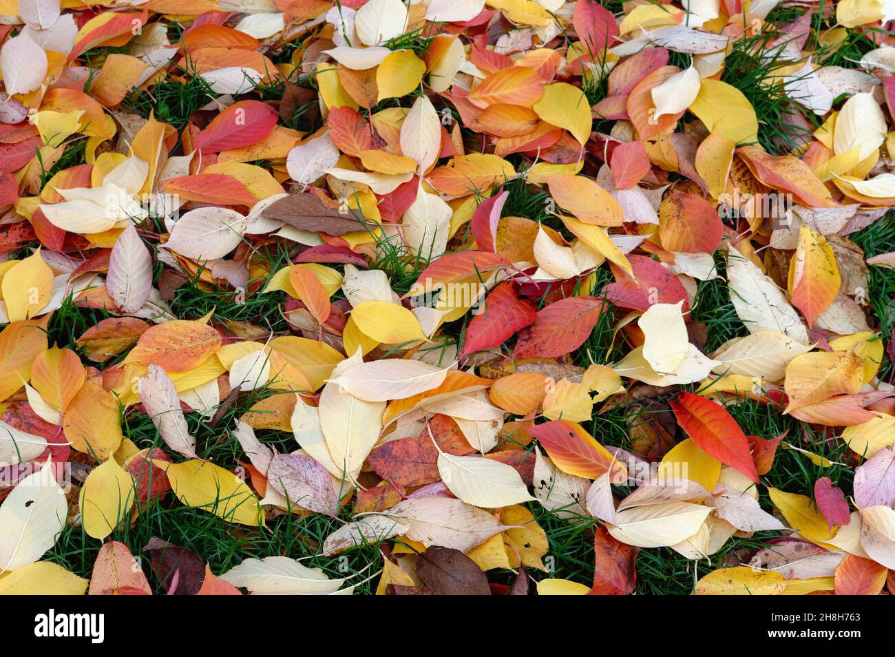 Gros plan sur les feuilles d'automne déchue colorées du cerisier fleuri, Prunus créant un motif abstrait Banque D'Images