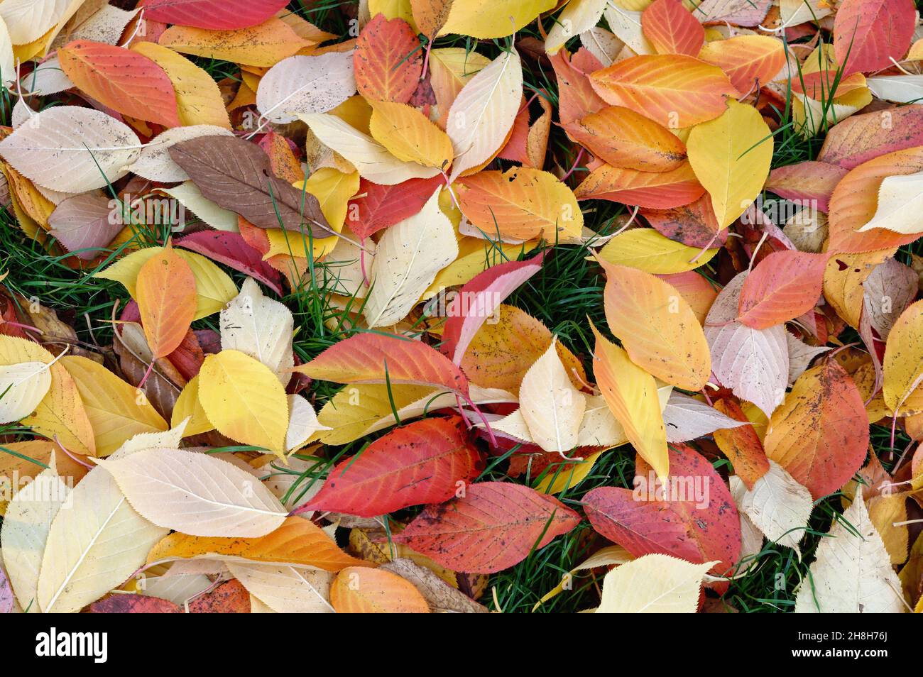 Gros plan sur les feuilles d'automne déchue colorées du cerisier fleuri, Prunus créant un motif abstrait Banque D'Images