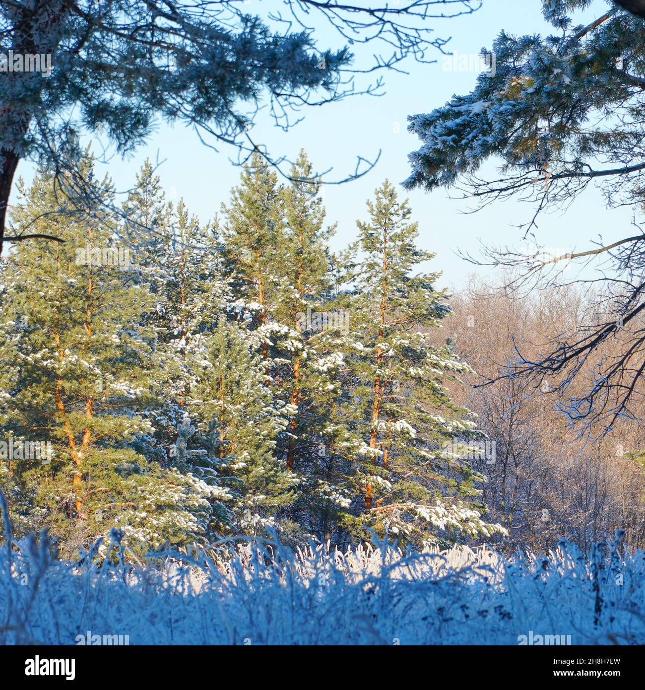 Vue sur une pinède d'hiver en face de la prairie avec de l'herbe sèche recouverte de neige Banque D'Images