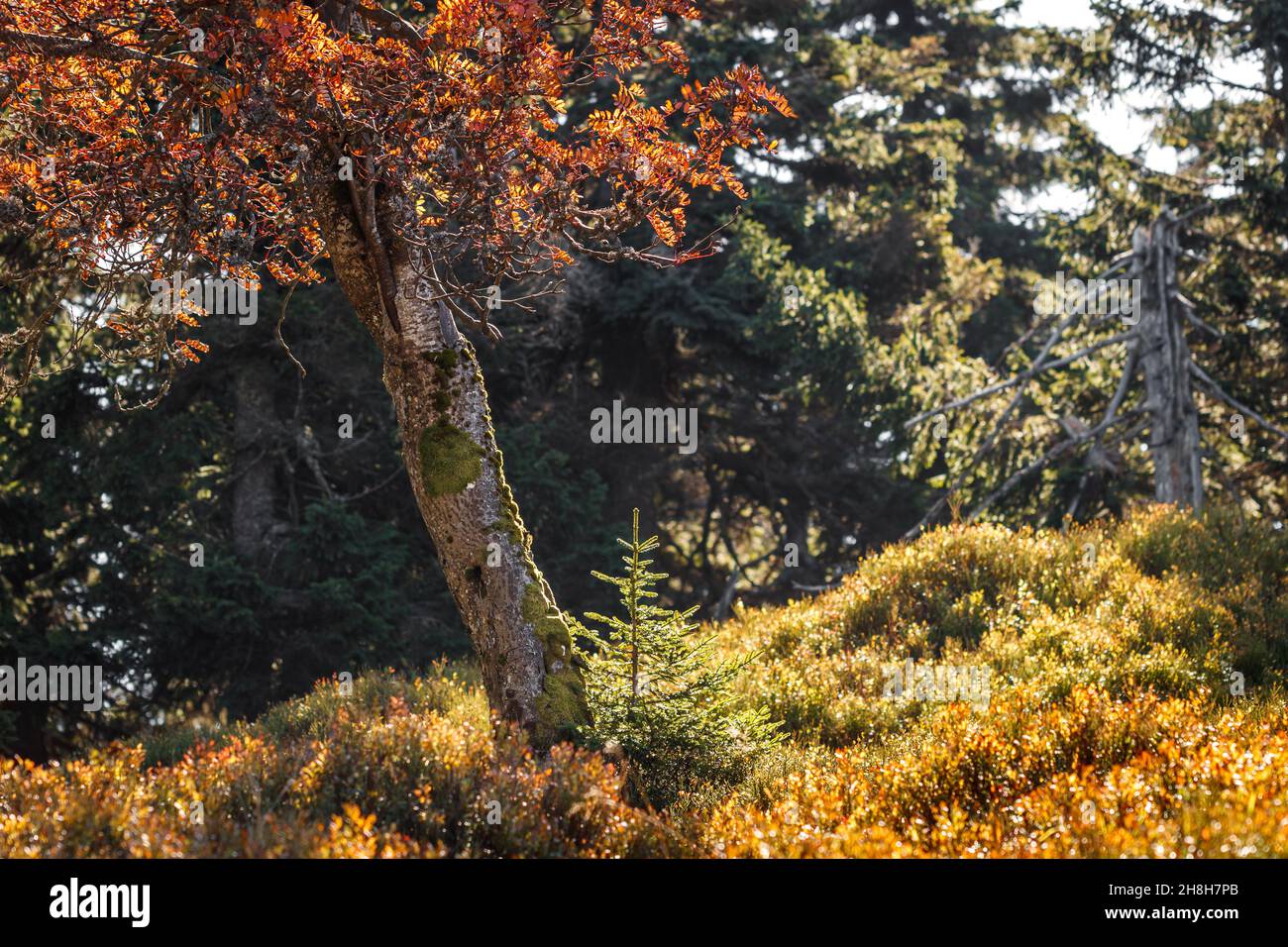 Arbre Rowan et jeune arbre d'épinette dans le paysage de la nature d'automne.Saison d'automne en forêt de montagne avec des bleuets Banque D'Images