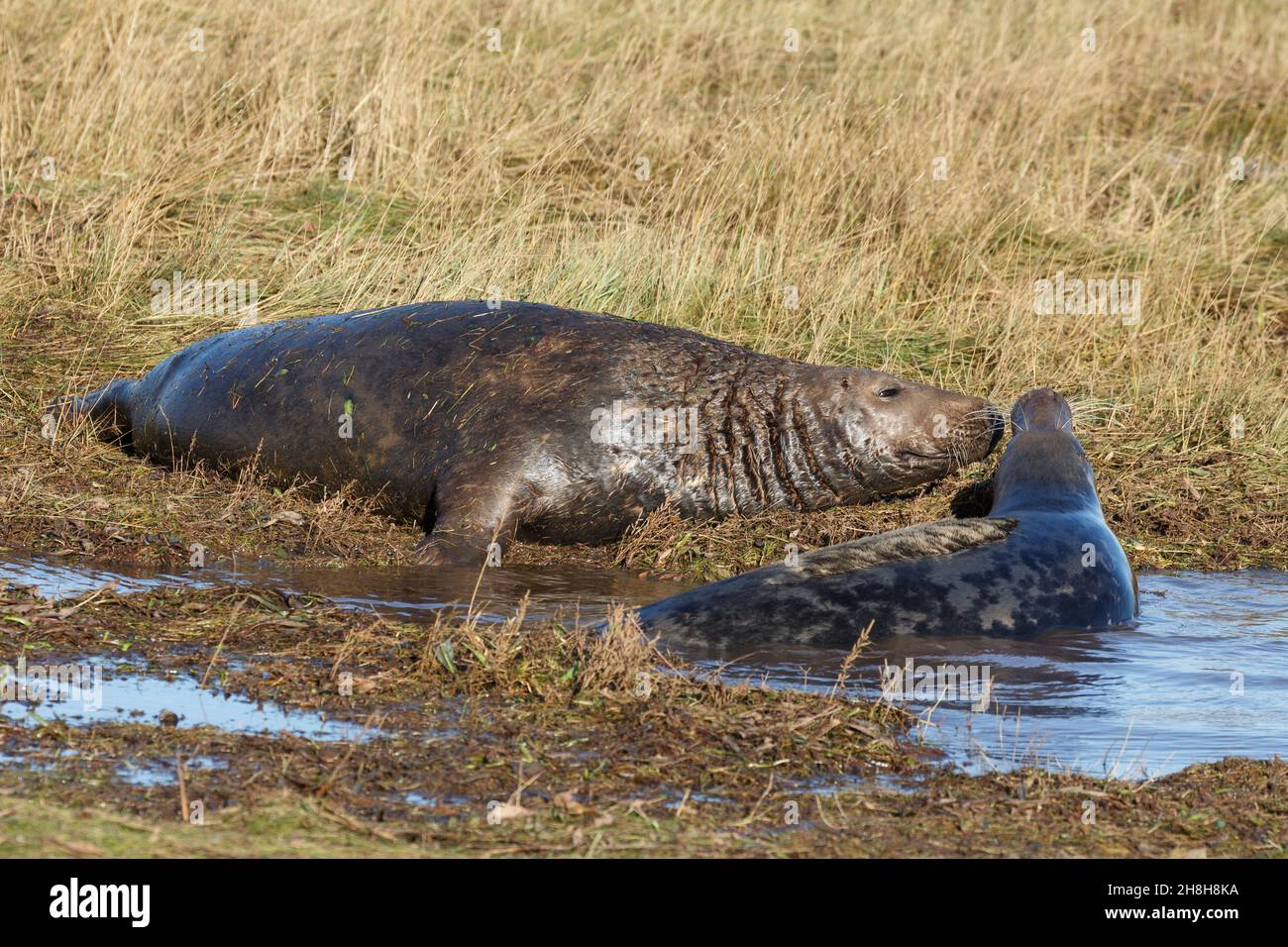 Les phoques gris au Donna Nook, Nord du Lincolnshire, en Angleterre, en novembre 2015, pendant la saison d'accouplement et de reproduction Banque D'Images