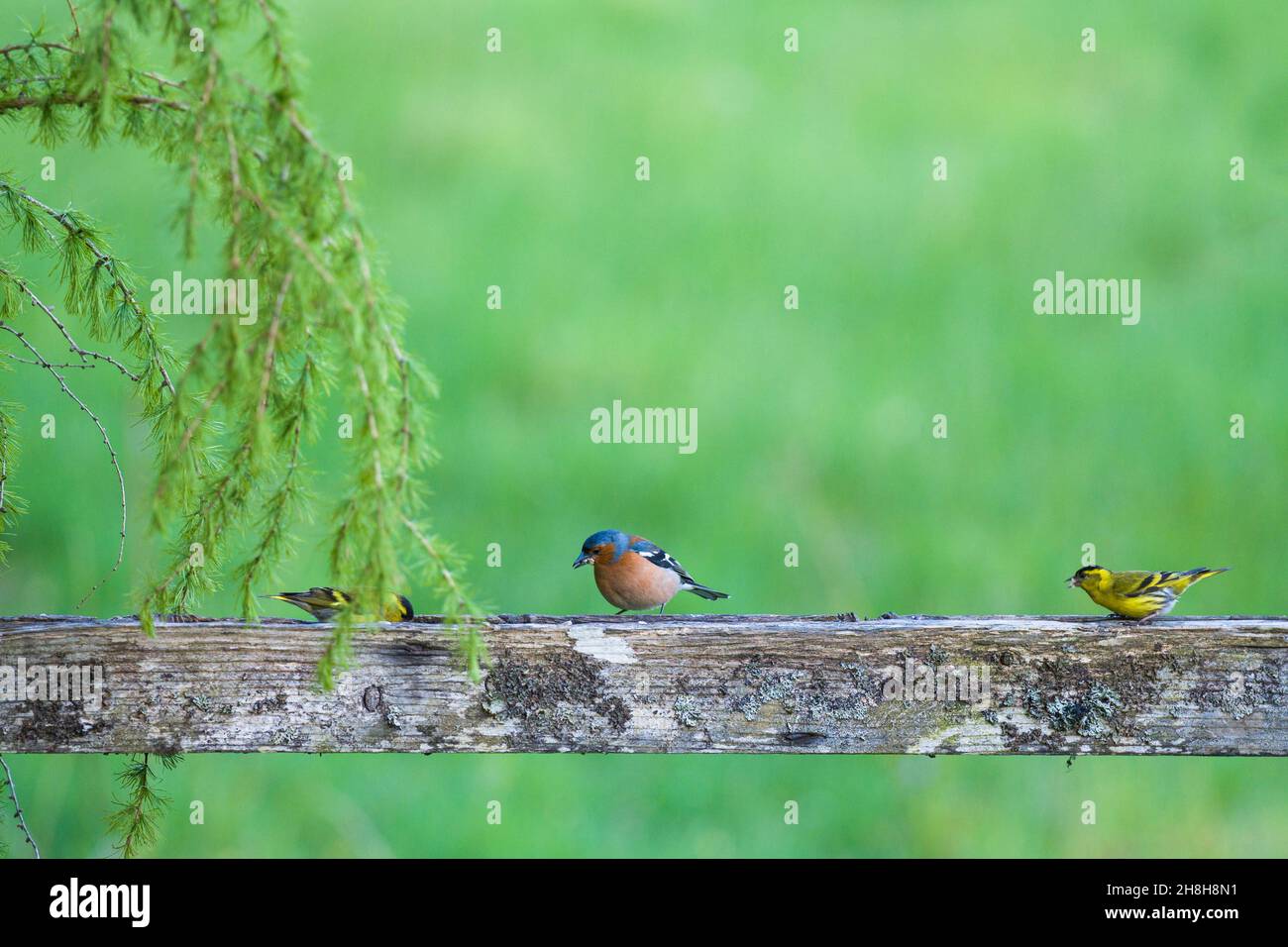 Chaffinch mâle (Fringilla coelebs) et deux Siskin mâle (Carduelis spinus) sur rail en bois, Perthshire Scotland UK.Juin 2021. Banque D'Images