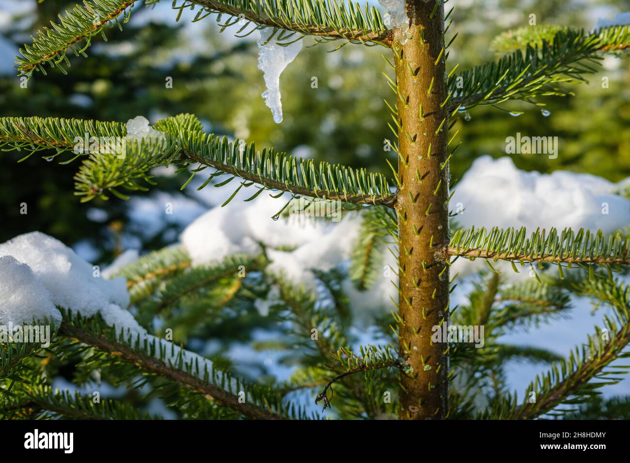 Nouvelles aiguilles fraîches provenant d'un petit sapin en hiver.Les branches sont couvertes de neige et de glace par temps ensoleillé.Gros plan macro, horizontal. Banque D'Images