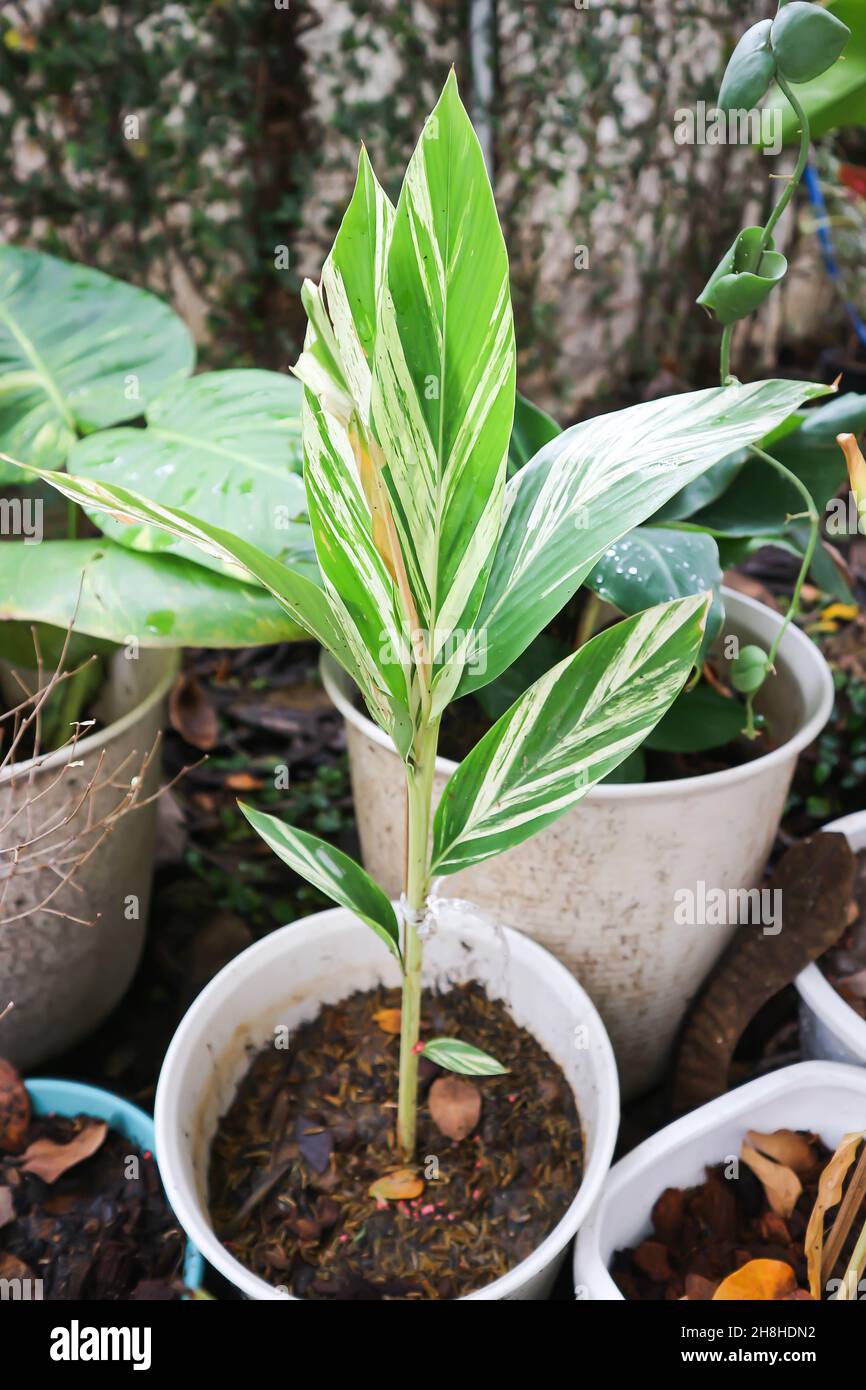 SynonymA sanderae, usine de Ginger Shell Variegated ou de ZINGIBERACEAE Banque D'Images