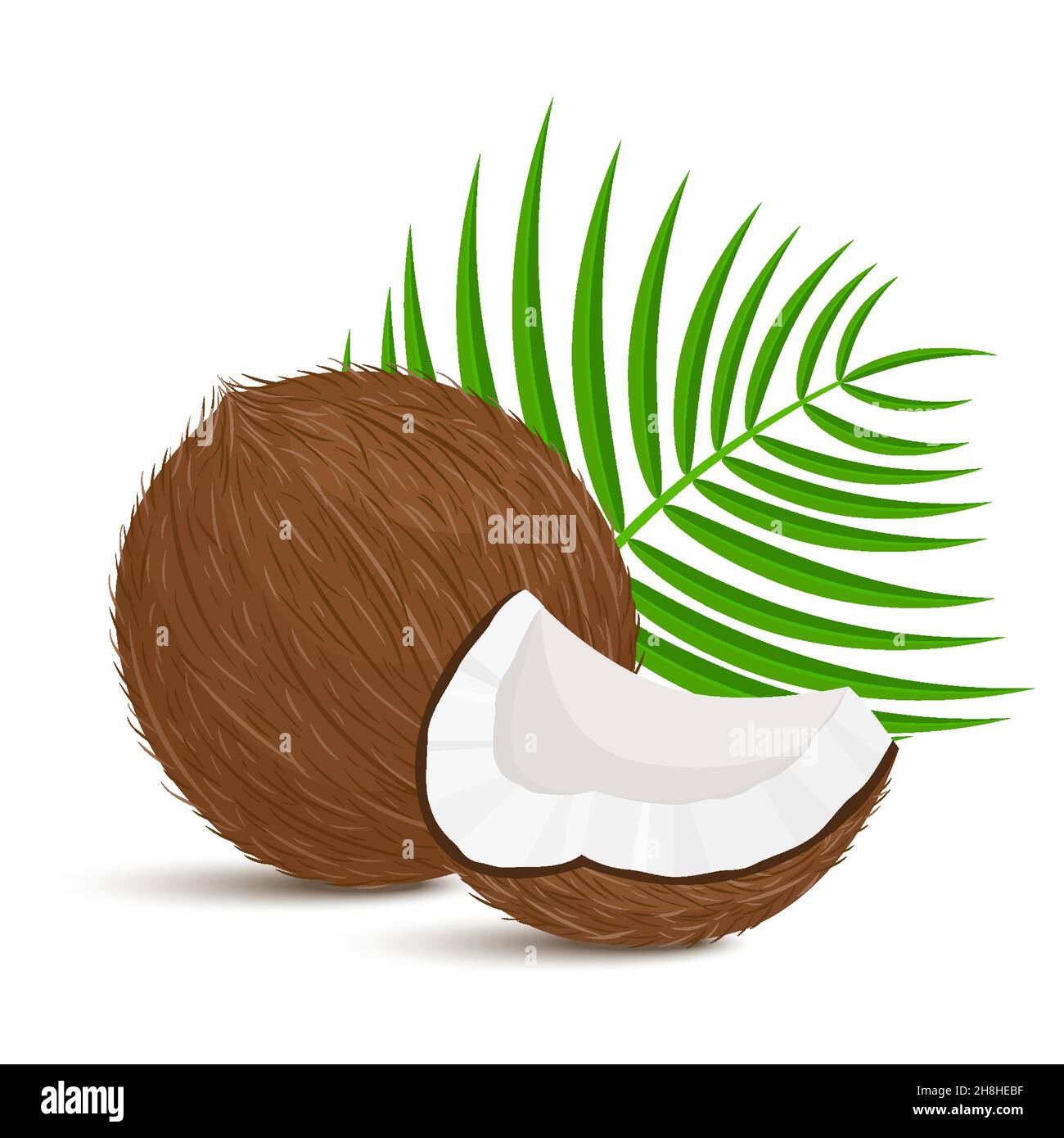 Noix de coco entière avec morceau et feuilles de palmier sur fond blanc.Illustration vectorielle.Conception plate Illustration de Vecteur