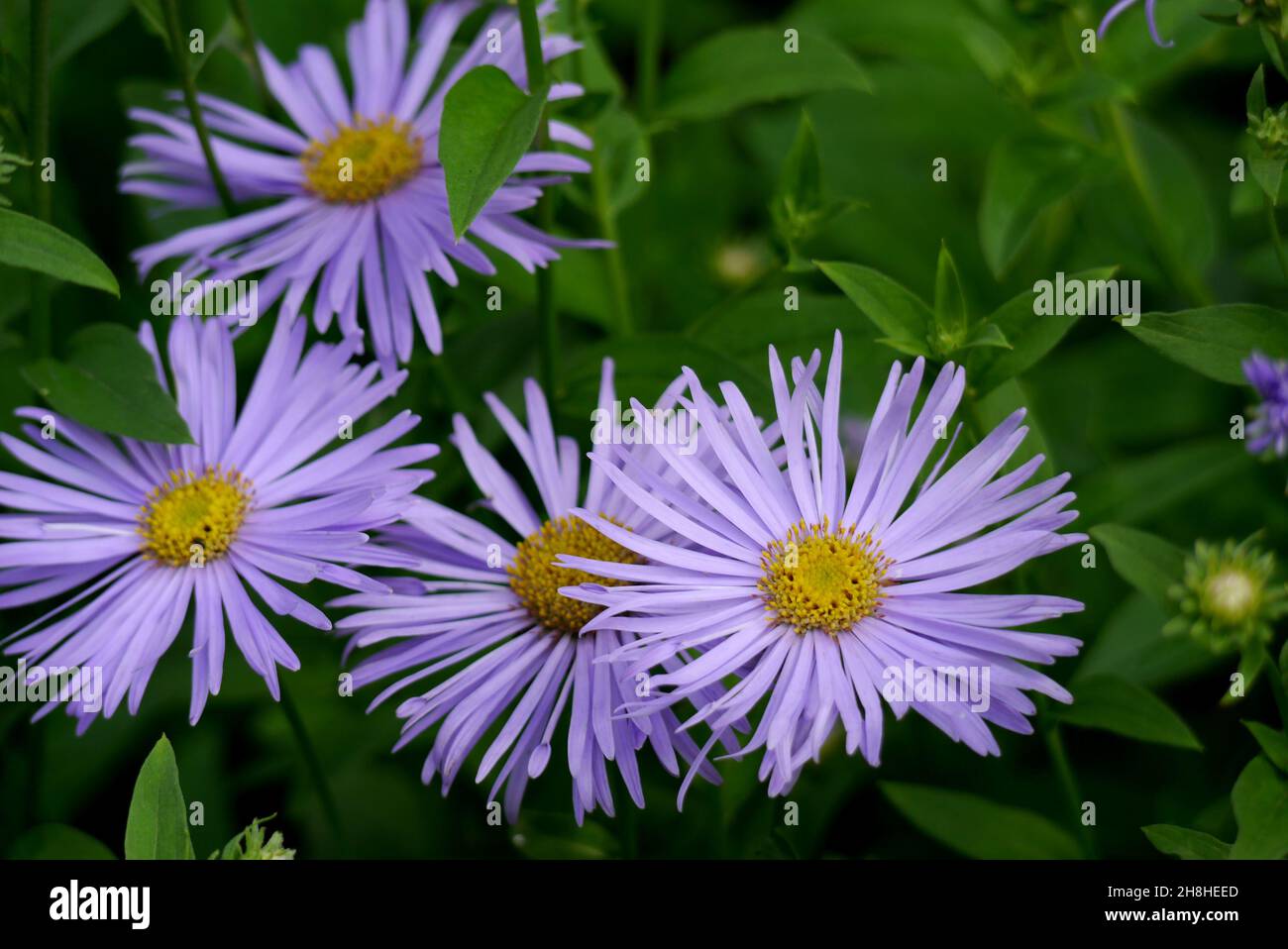 Bouquet de fleurs de lavande/bleu de Michaelmas (Aster amellus) cultivées aux frontières de Newby Hall & Gardens, Ripon, North Yorkshire, Angleterre, Royaume-Uni. Banque D'Images