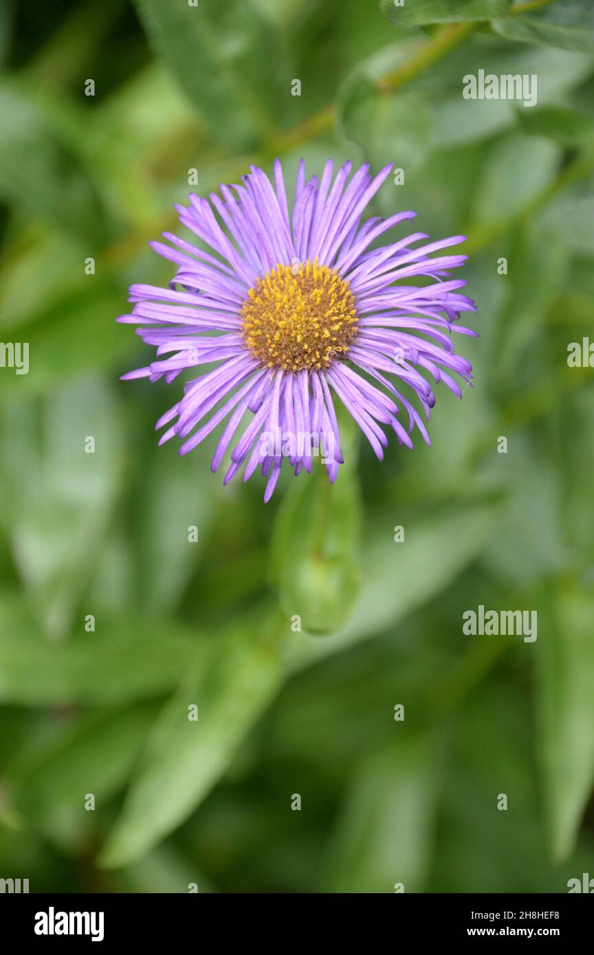 Fleurs de lavande/bleu de Michaelmas (Aster amellus) cultivées dans les frontières à Newby Hall & Gardens, Ripon, North Yorkshire, Angleterre, Royaume-Uni. Banque D'Images