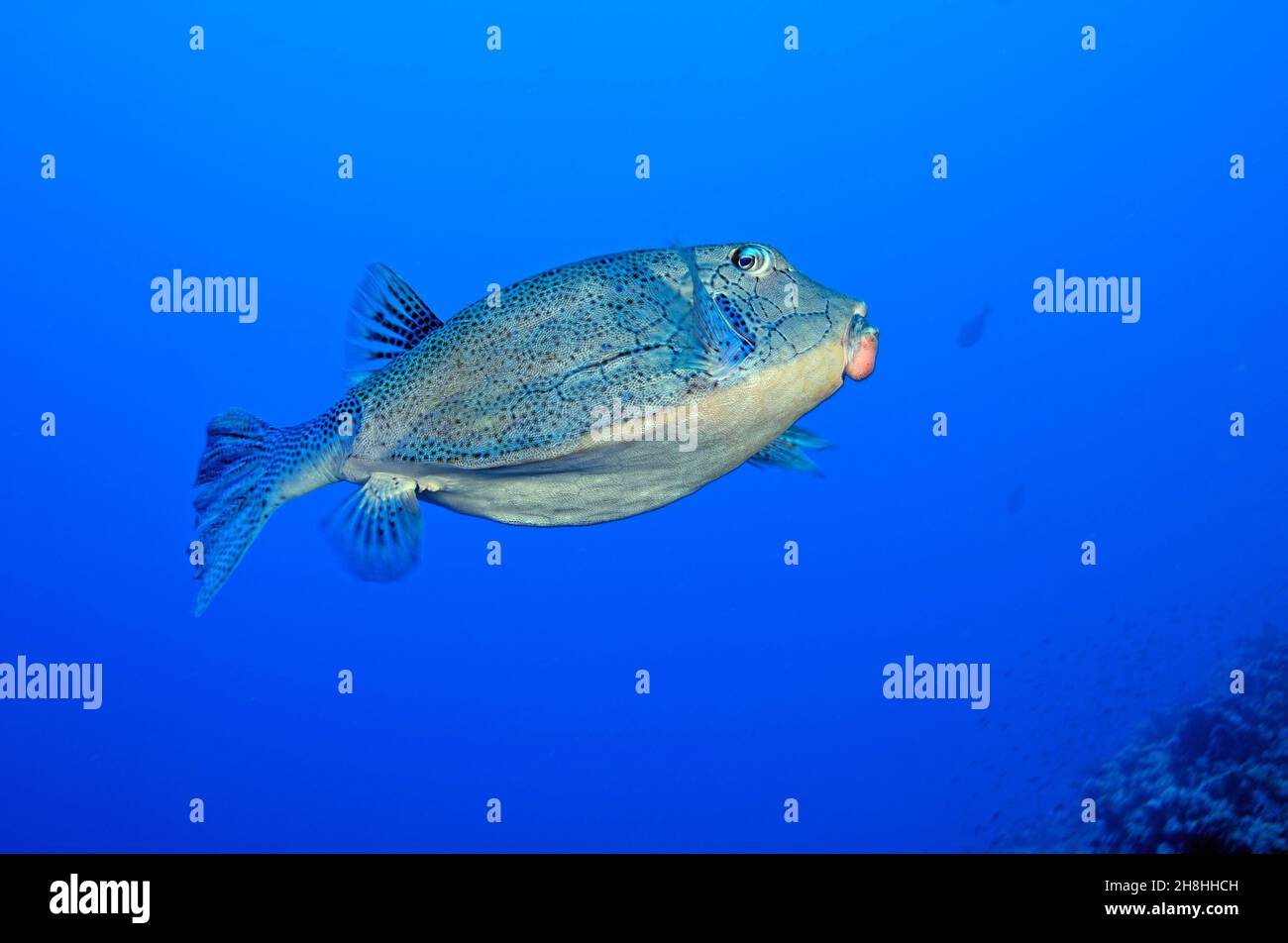 Égypte, Mer Rouge, un boxfish (Ostracion cubius) Banque D'Images