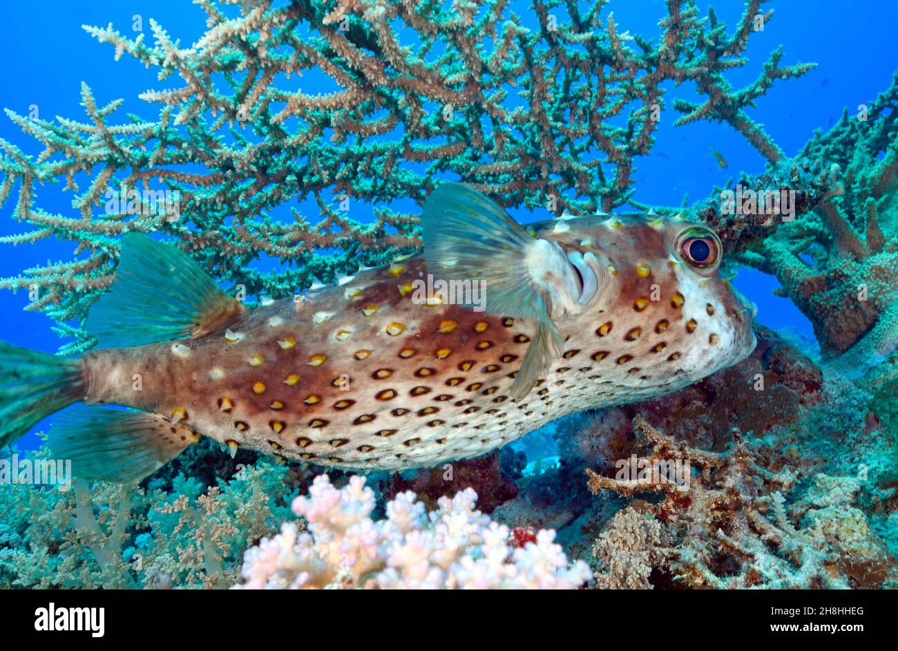 Égypte, Mer Rouge, corégone de porc (Diodon hystrix) sur fond de coraux acropora sp Banque D'Images