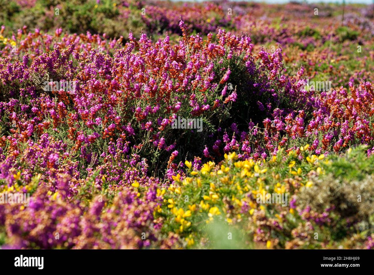 France, Côtes d'Armor, Plevenon, Cap de Frehel, Moorland et gorse Banque D'Images