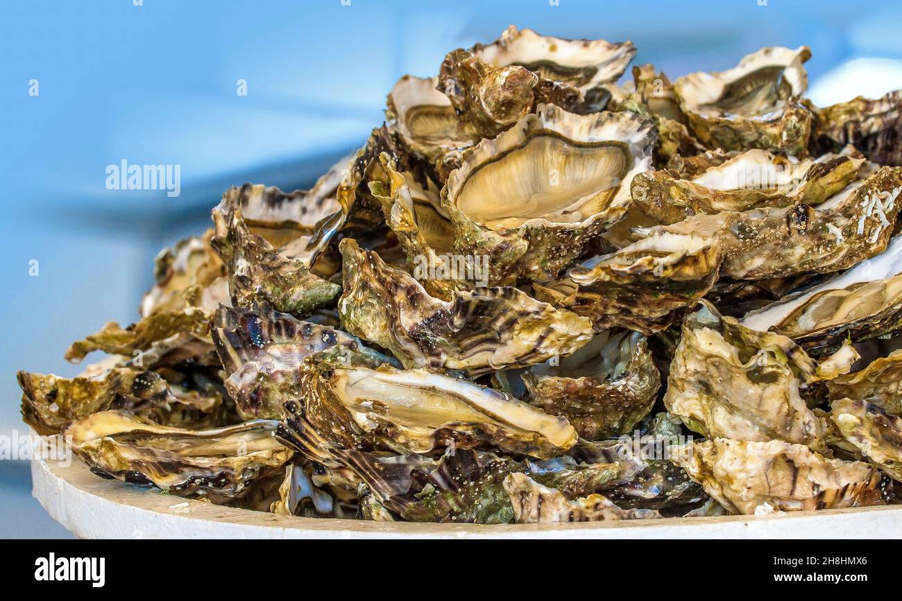 Fete De L Huitre St Helene France, Morbihan (56), Ria d'Etel, Sainte-Hélène-sur-Mer, plateau d'huitres  lors de la Fête de l'Huître Photo Stock - Alamy
