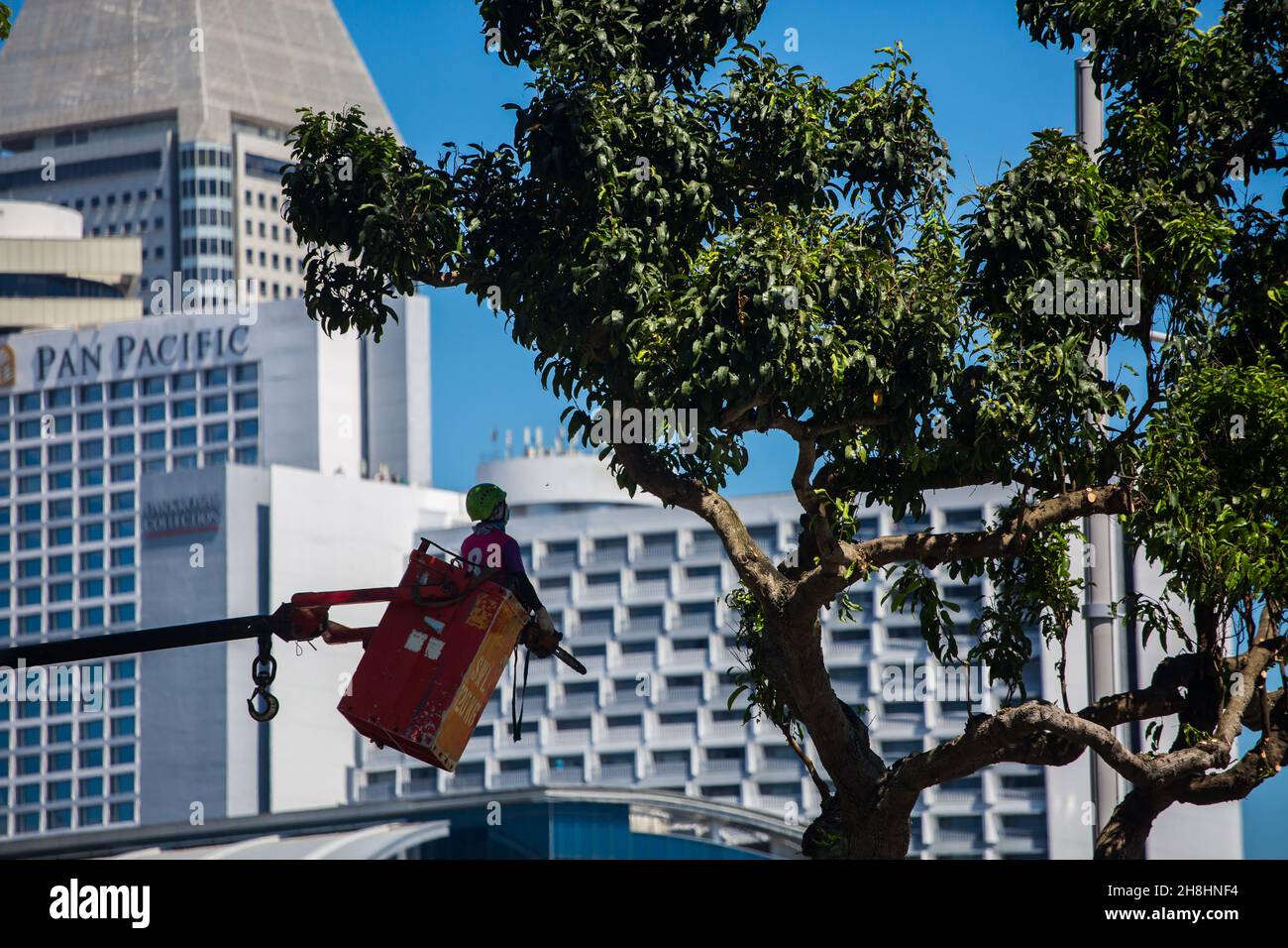 Un travailleur professionnel soulevé par la grue, avec une scie électrique sur sa main, prêt à couper les branches de l'arbre. Singapour. Banque D'Images
