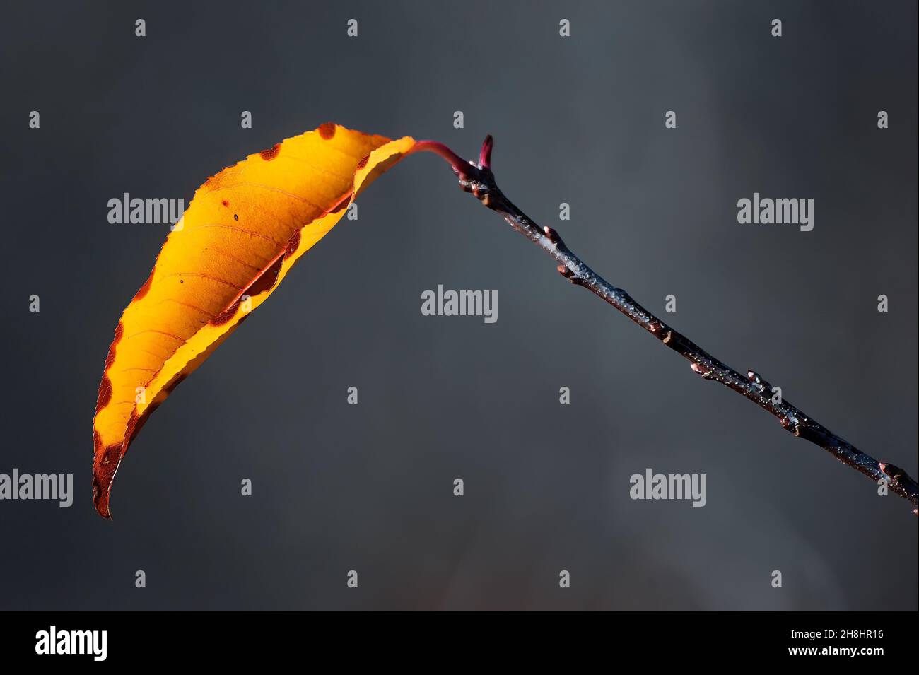 Une seule feuille de cerisier à la fin de l'automne Banque D'Images