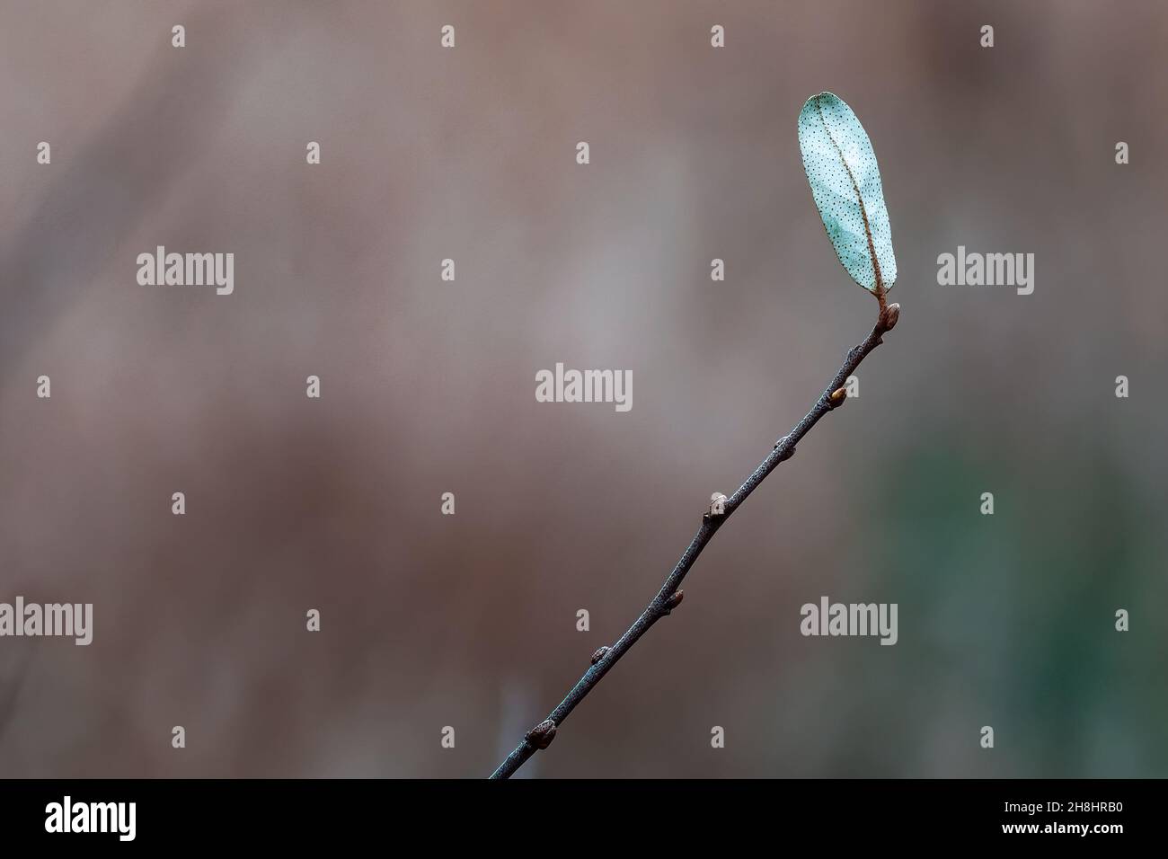 Décembre feuille de bayberry Banque D'Images