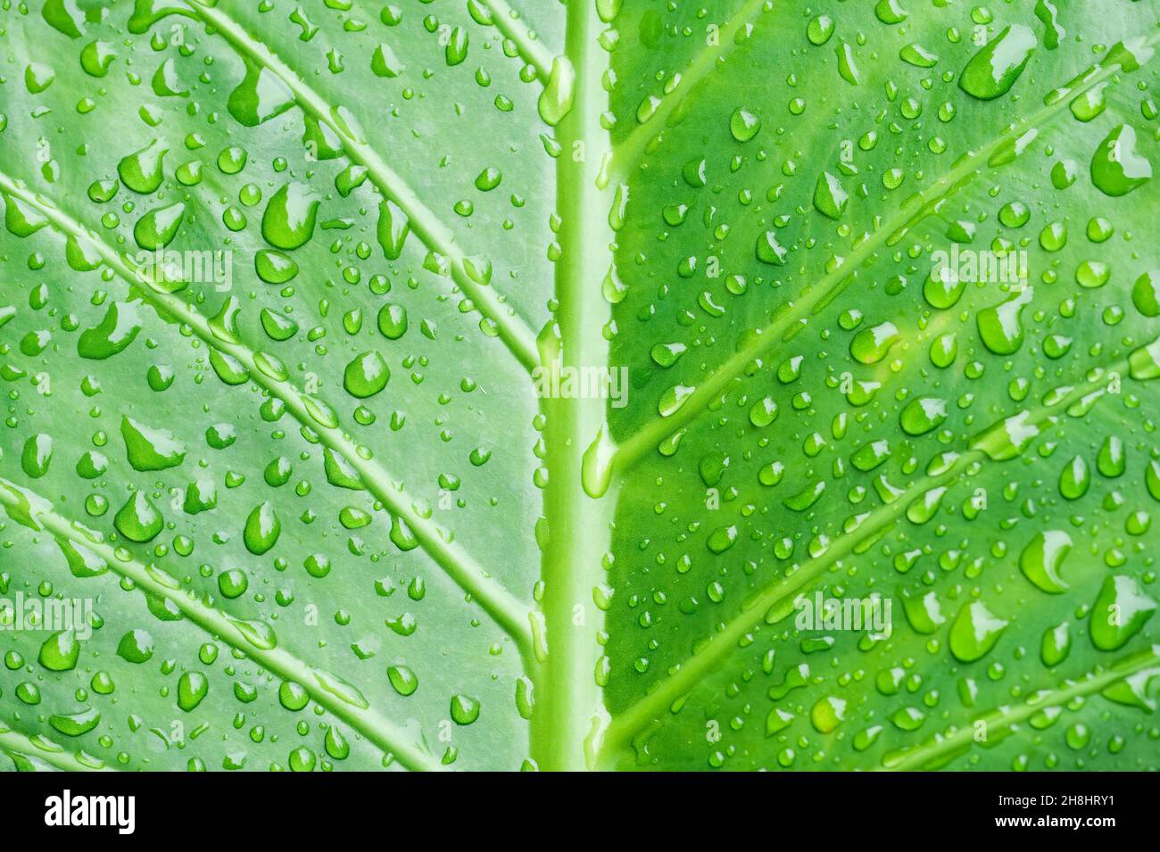 Gros plan de la feuille avec des gouttelettes d'eau Banque D'Images