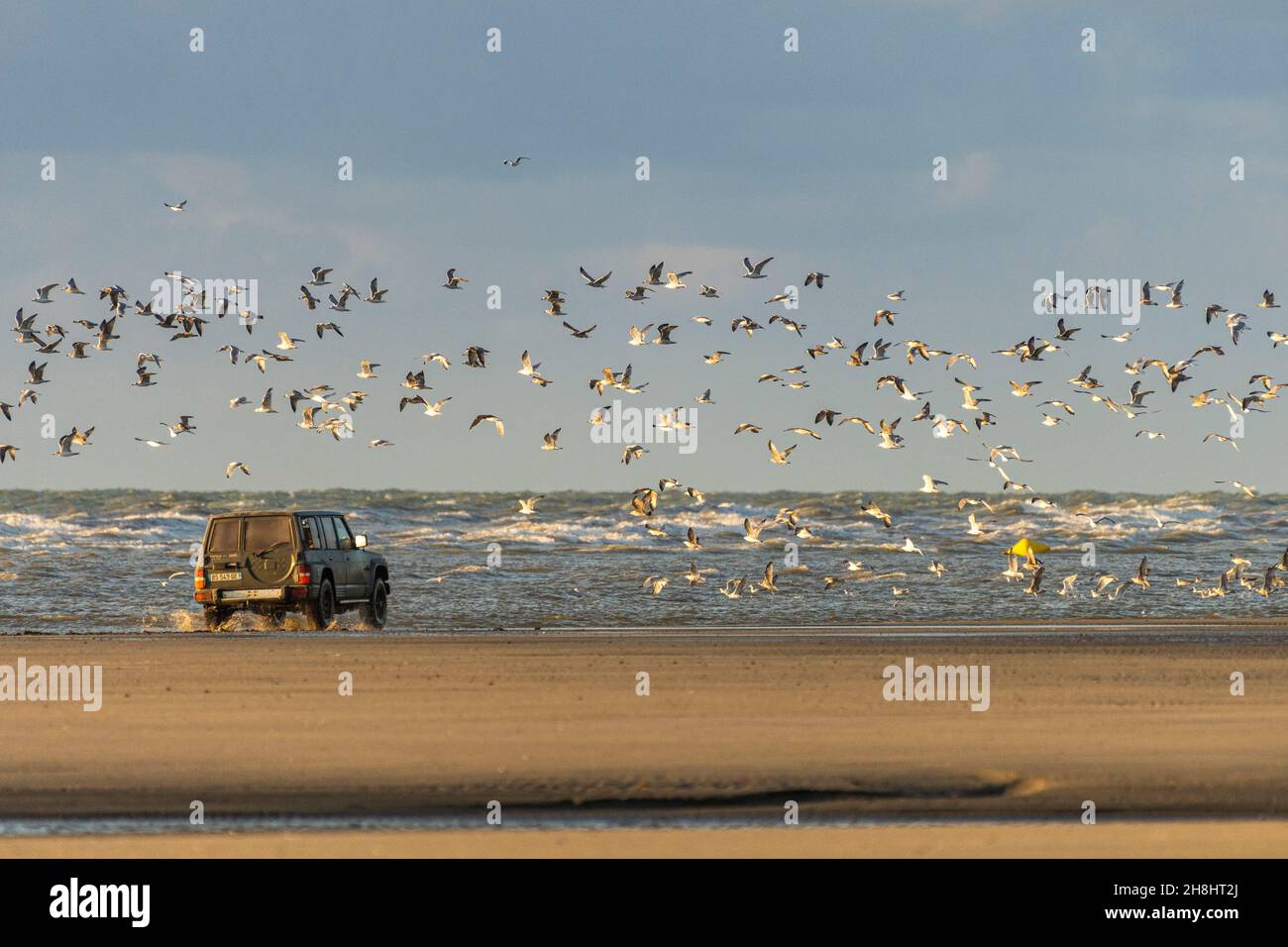 France, somme, Quend-Plage, le 4x4 de l'arnaque en charge de la cicatrisation des goélands pour protéger les moules des bouchois Banque D'Images