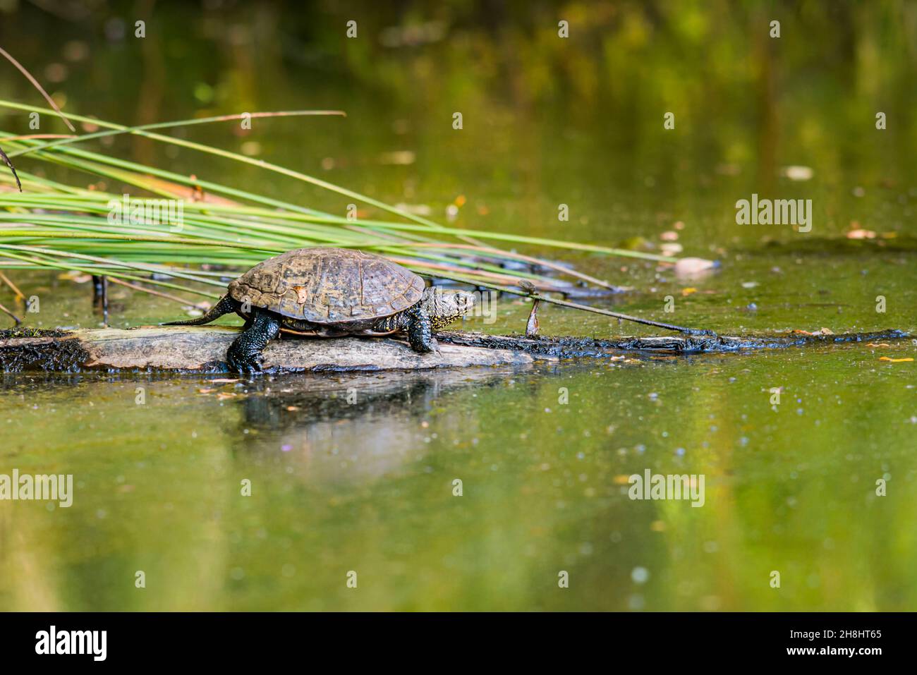 France, Indre, Parc naturel de la Brenne, Réserve de Cherine, Tortue de l'Étang européen Banque D'Images