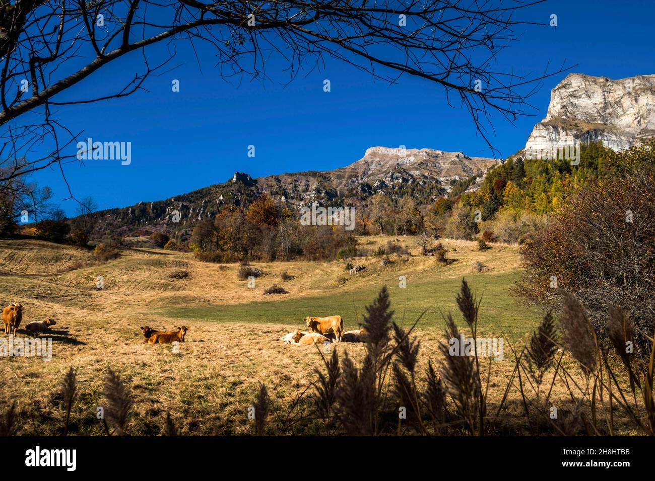 France Hautes Alpes Vall e Du Champsaur Saint Jean Saint Nicolas Le 