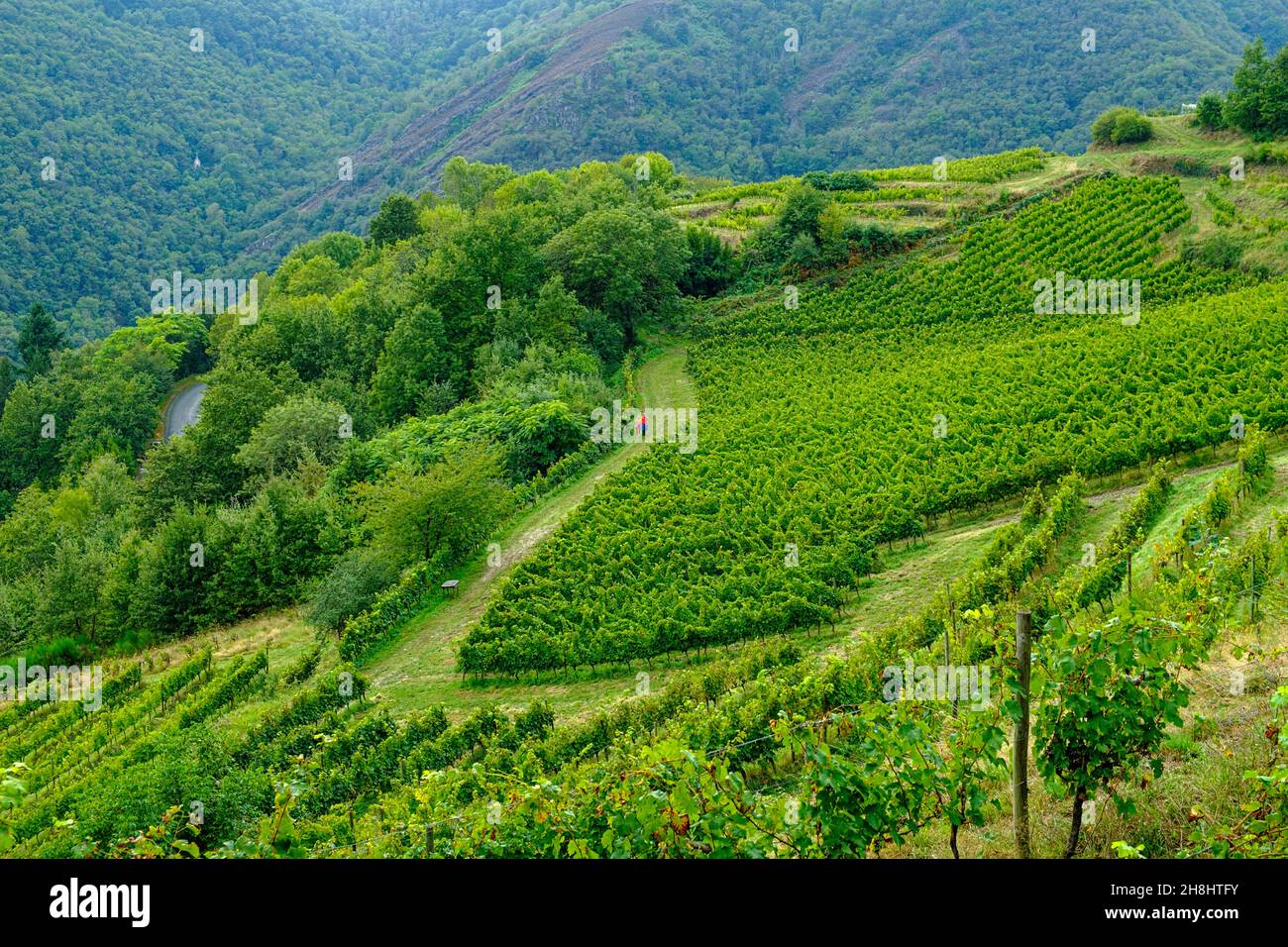 France, Aveyron, Conques, marquée comme l'un des plus beaux villages de France, une étape importante sur le chemin de St James, vignoble Banque D'Images