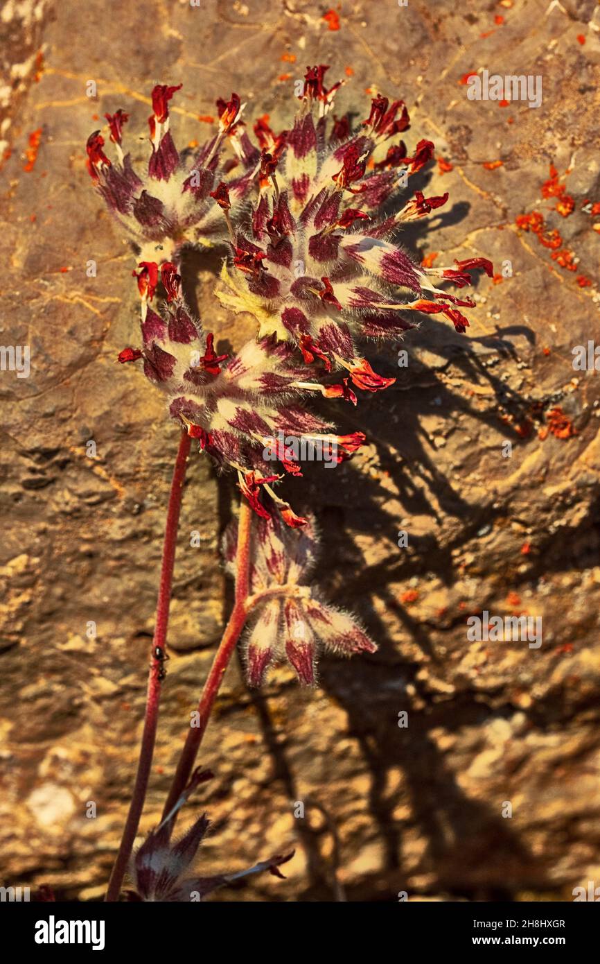 Anthyllis Vullaria - Vullaria est une plante de la famille des Fabaceae Banque D'Images