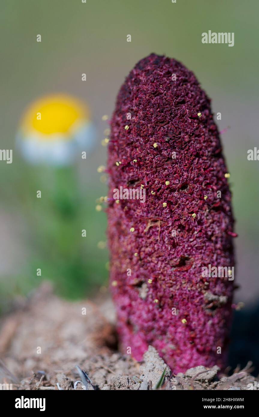 Cynomorium coccineum - Cynomorium est un genre de plantes parasites de la famille des Cynomoriaceae. Banque D'Images