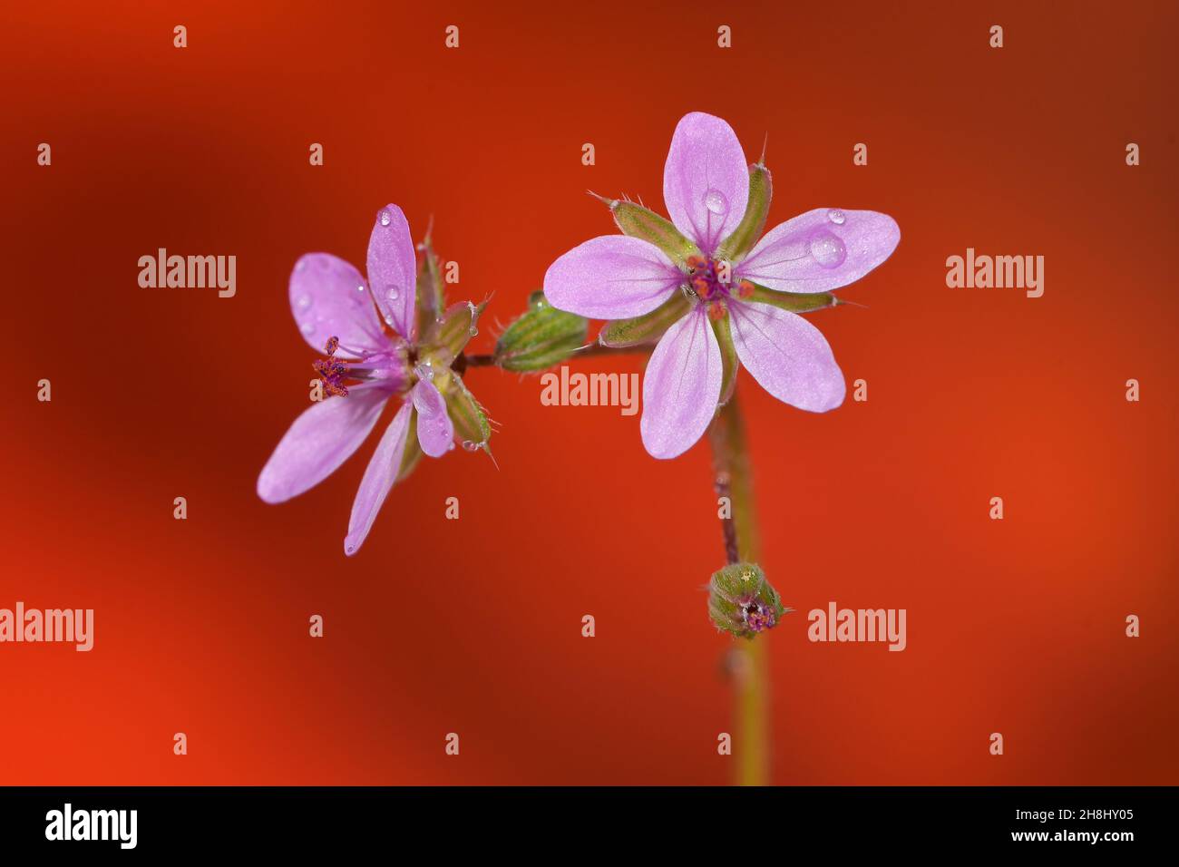 Erodium est un genre de plantes de la famille des Geraniaceae. Banque D'Images