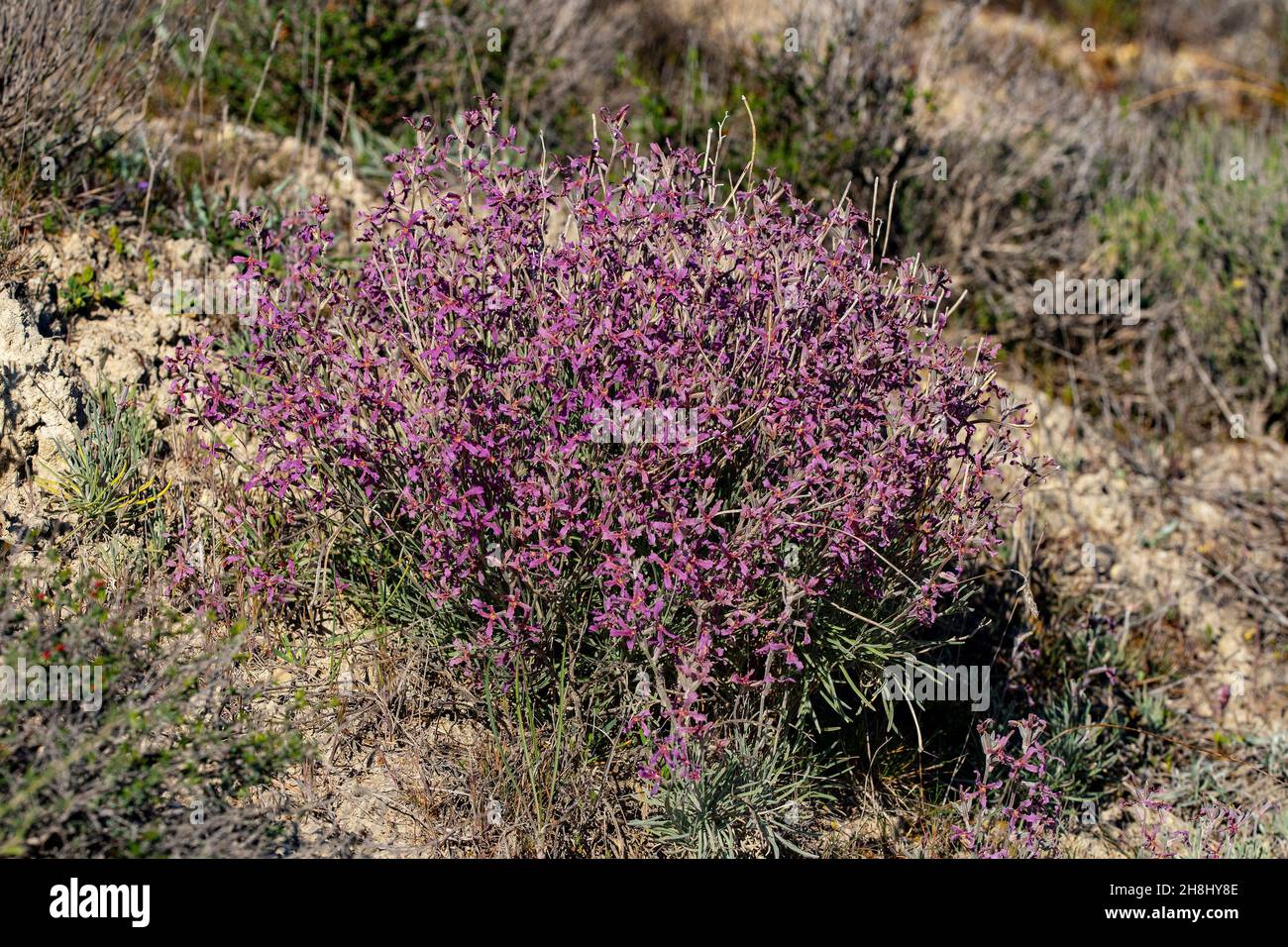 Matthiola fruticulosa - le wallflower de champ est une plante vivace qui pousse dans des endroits secs et rocailleux Banque D'Images