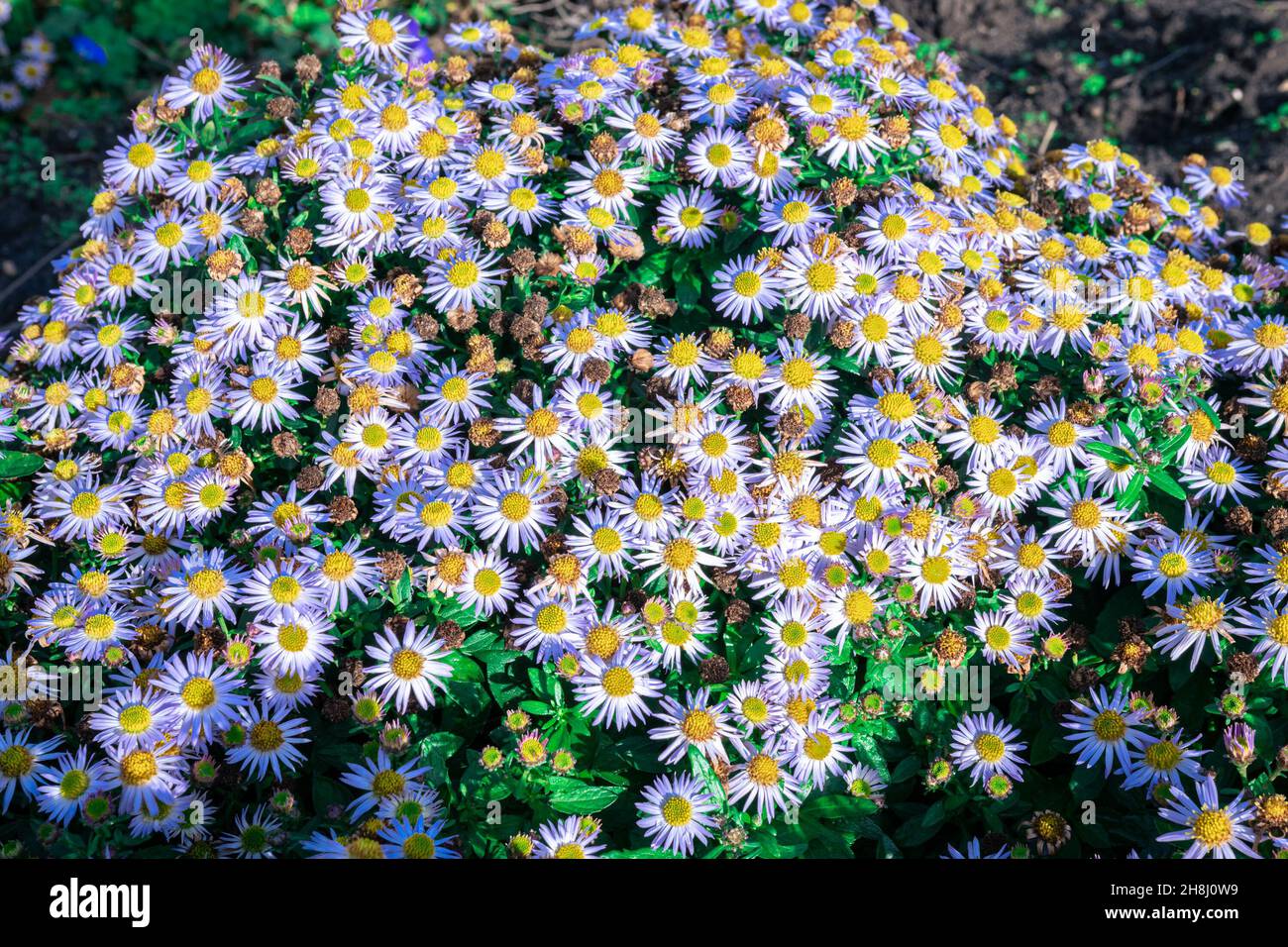 Bouquet de fleurs de couleur lila d'Aster ageratoides, une plante à fleurs d'automne. Banque D'Images