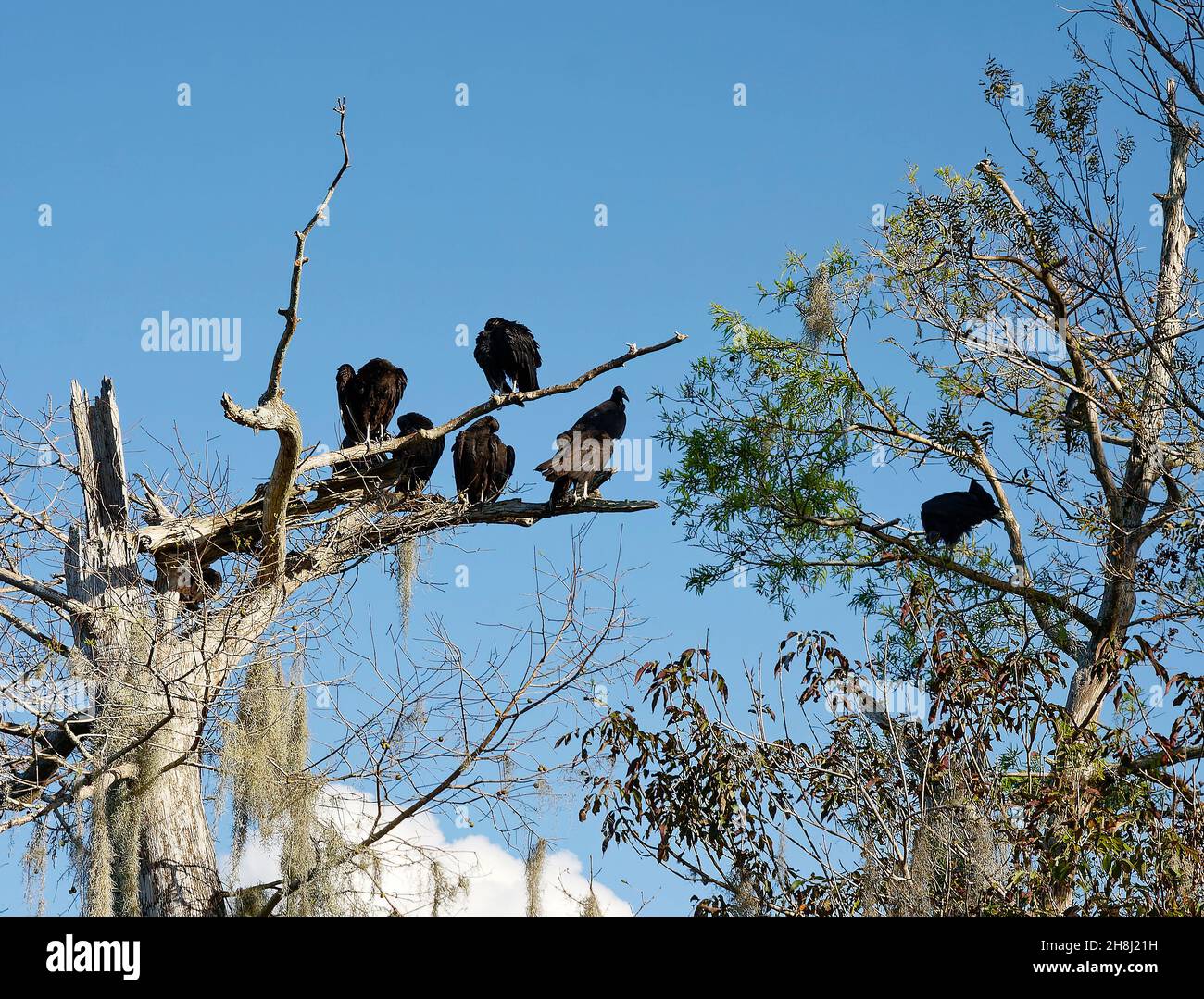 7 vautours dans les arbres, la faune, les grands oiseaux sombres, Caraglyps atratus, rapaces,Nature, fond bleu ciel, parc régional Blue Spring; Floride; Orange City; Banque D'Images
