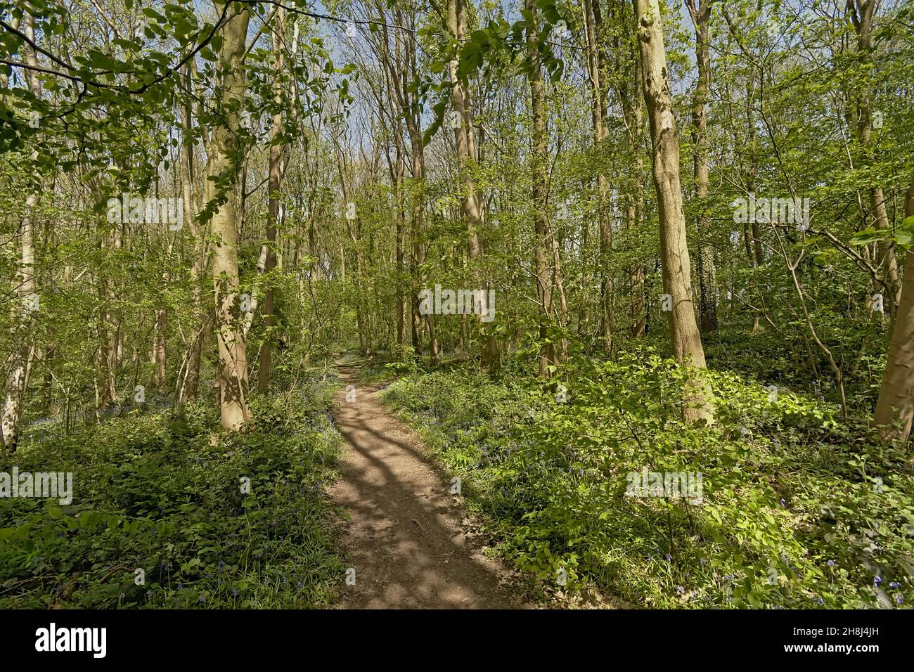 Chemin dans une forêt de sources verdoyantes avec des cloches dans la campagne flamande Banque D'Images