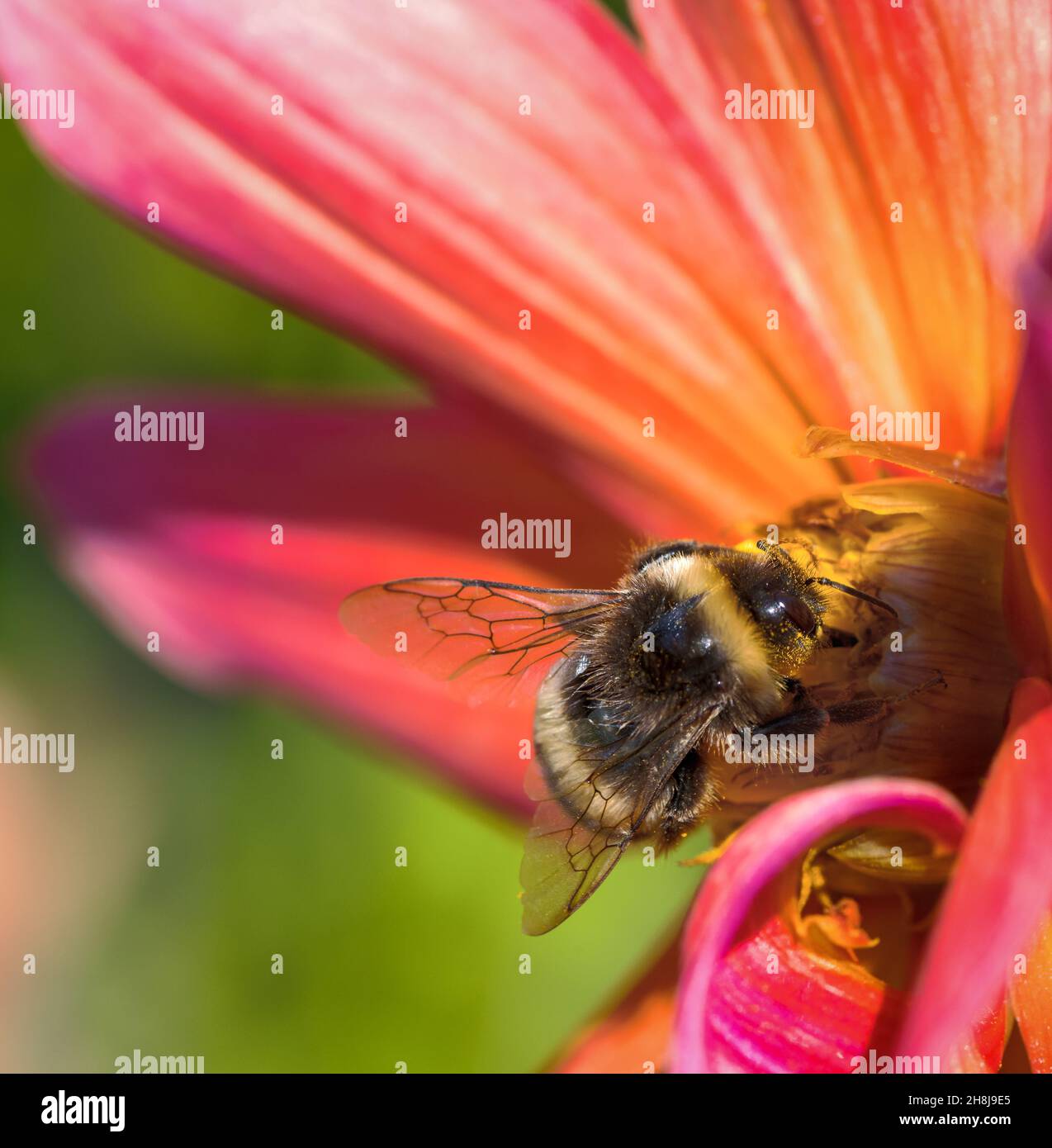 Macro d'une abeille pollinisante à une fleur de dahlia Banque D'Images