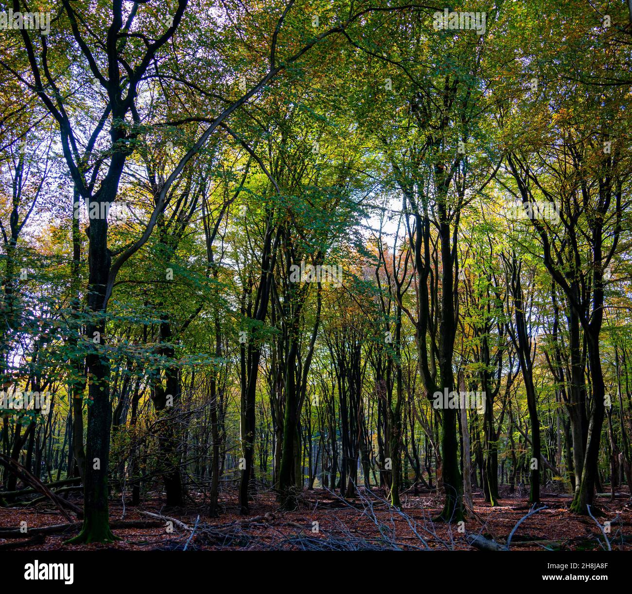 Jour d'automne ensoleillé dans la forêt entre Putten et Ermelo, pays-Bas Banque D'Images