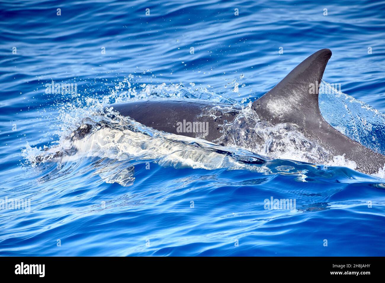 Dauphin commun de l'Atlantique (Delphinus delphis) à Fuerteventura, îles Canaries, Espagne, printemps 2020 Banque D'Images