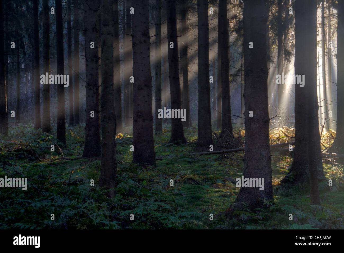 Rayons de soleil dans une forêt le matin brumeux au printemps, un paysage de fées Banque D'Images