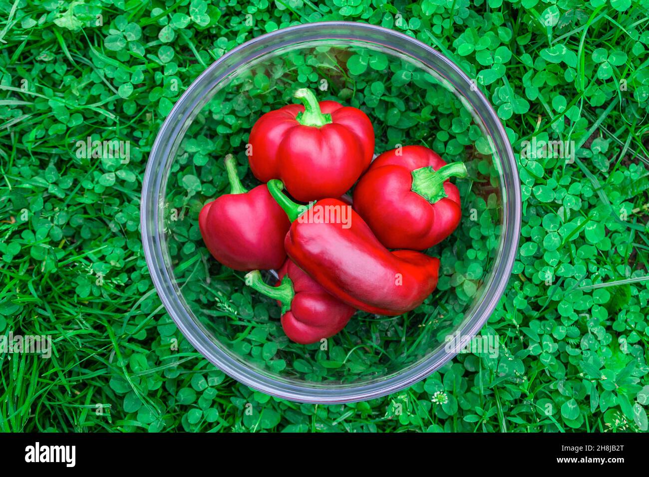 Poivrons rouges doux dans un panier en verre sur l'herbe verte. Légumes pour les végétaliens. Tas de grands poivrons rouges mûrs . Le poivron rouge, bon pour la santé. Banque D'Images