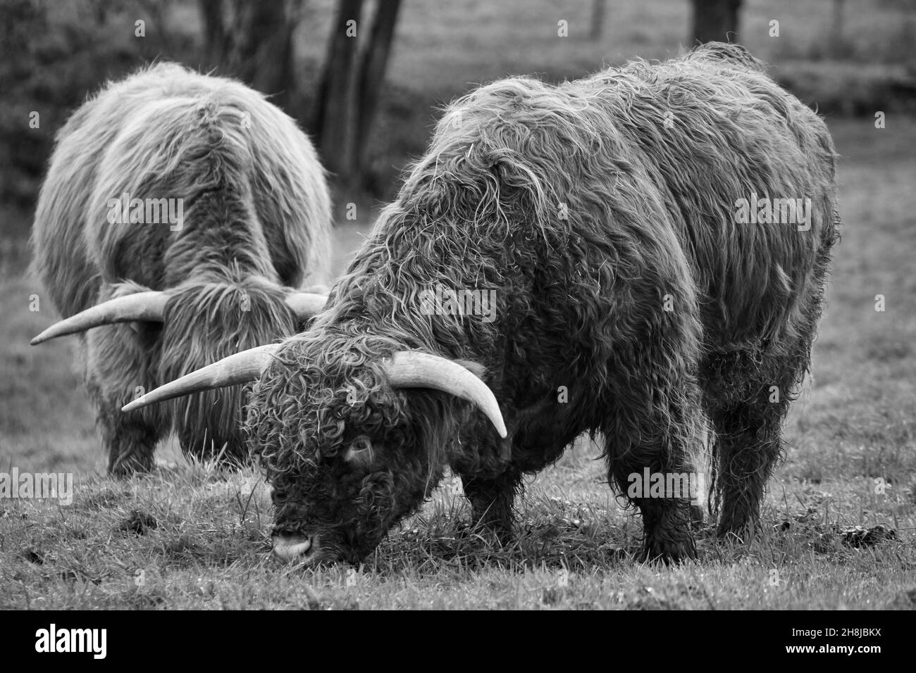 Vaches des Highlands en pâturage - noir et blanc Banque D'Images