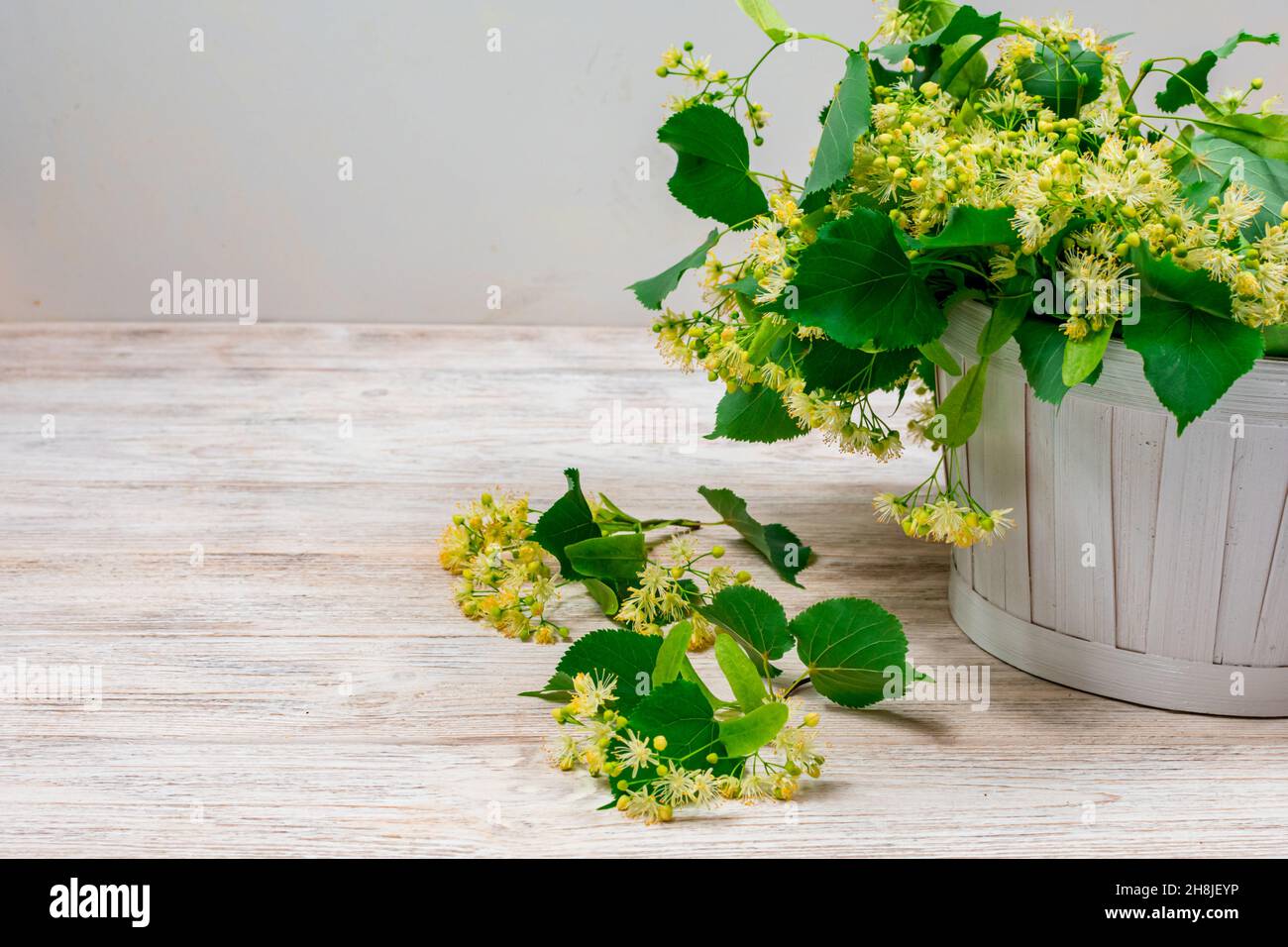 Linden fleurit dans un panier blanc sur fond blanc. Thé de fleur de Linden. Banque D'Images