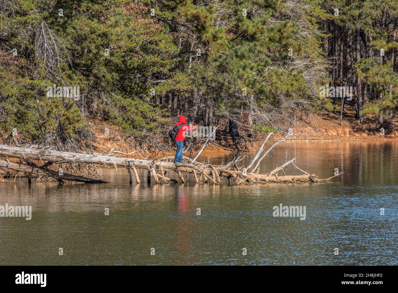 Un homme debout au-dessus d'un arbre tombé qui est dans la coulée d'eau près de la rive de pêche sur le lac lors d'une journée ensoleillée en automne Banque D'Images