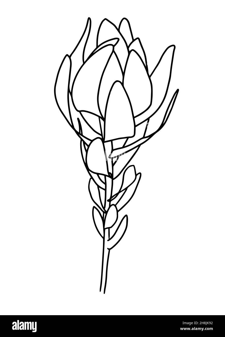 Tracé de contour d'une branche avec des lames.Clipart vecteur isolé.Motif botanique monochrome dessiné à la main minimal. Illustration de Vecteur