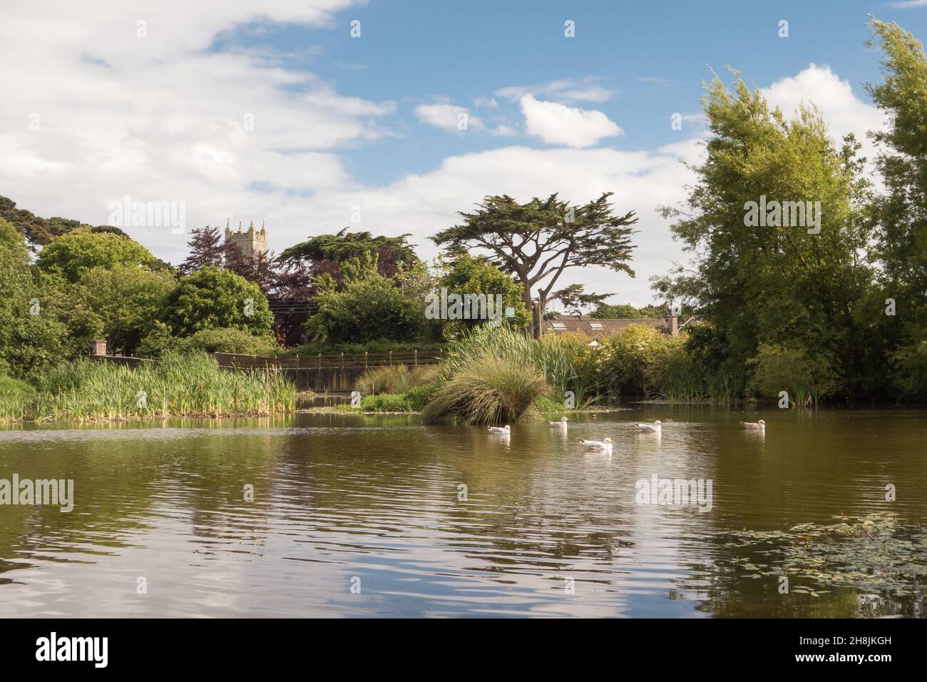 Paisible étang de canard entouré d'arbres et de cinq mouettes sur l'eau à Skerries, comté de Dublin, Irlande, le jour de l'été. Banque D'Images