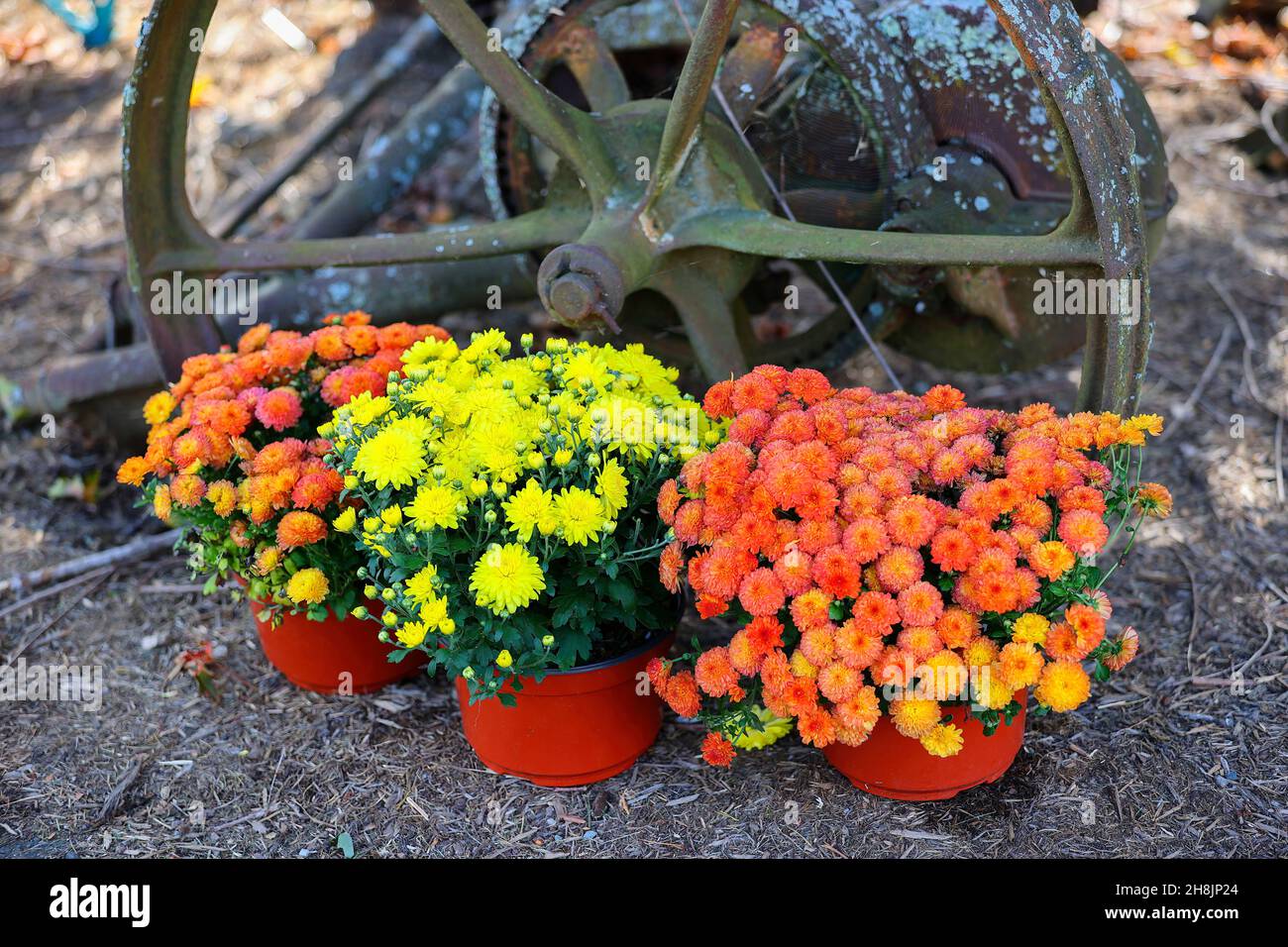 Les chrysanthèmes en pot sont assis sur le sol devant une ancienne roue en fer. Banque D'Images